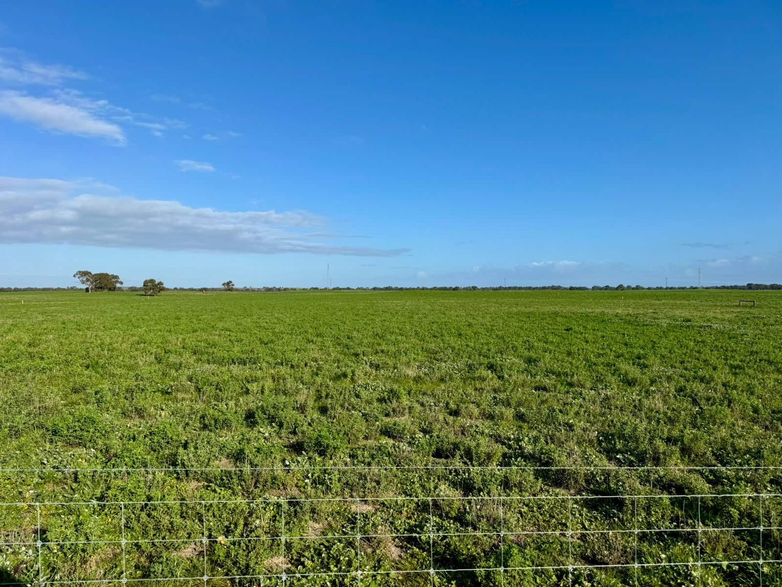 1708 Riddoch Highway, Keith For Sale by Farmbuy.com - image 7