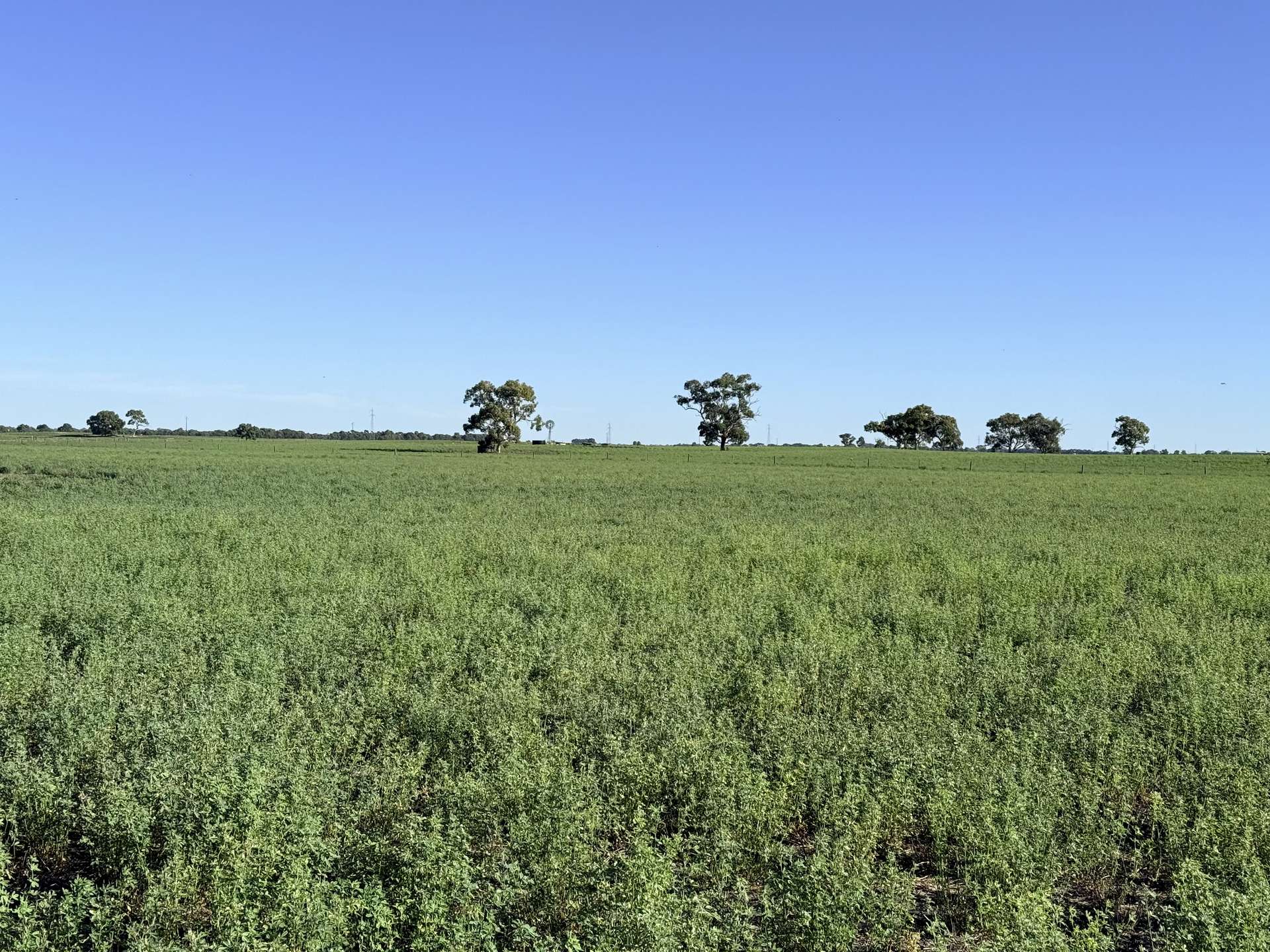 1708 Riddoch Highway, Keith For Sale by Farmbuy.com - image 3