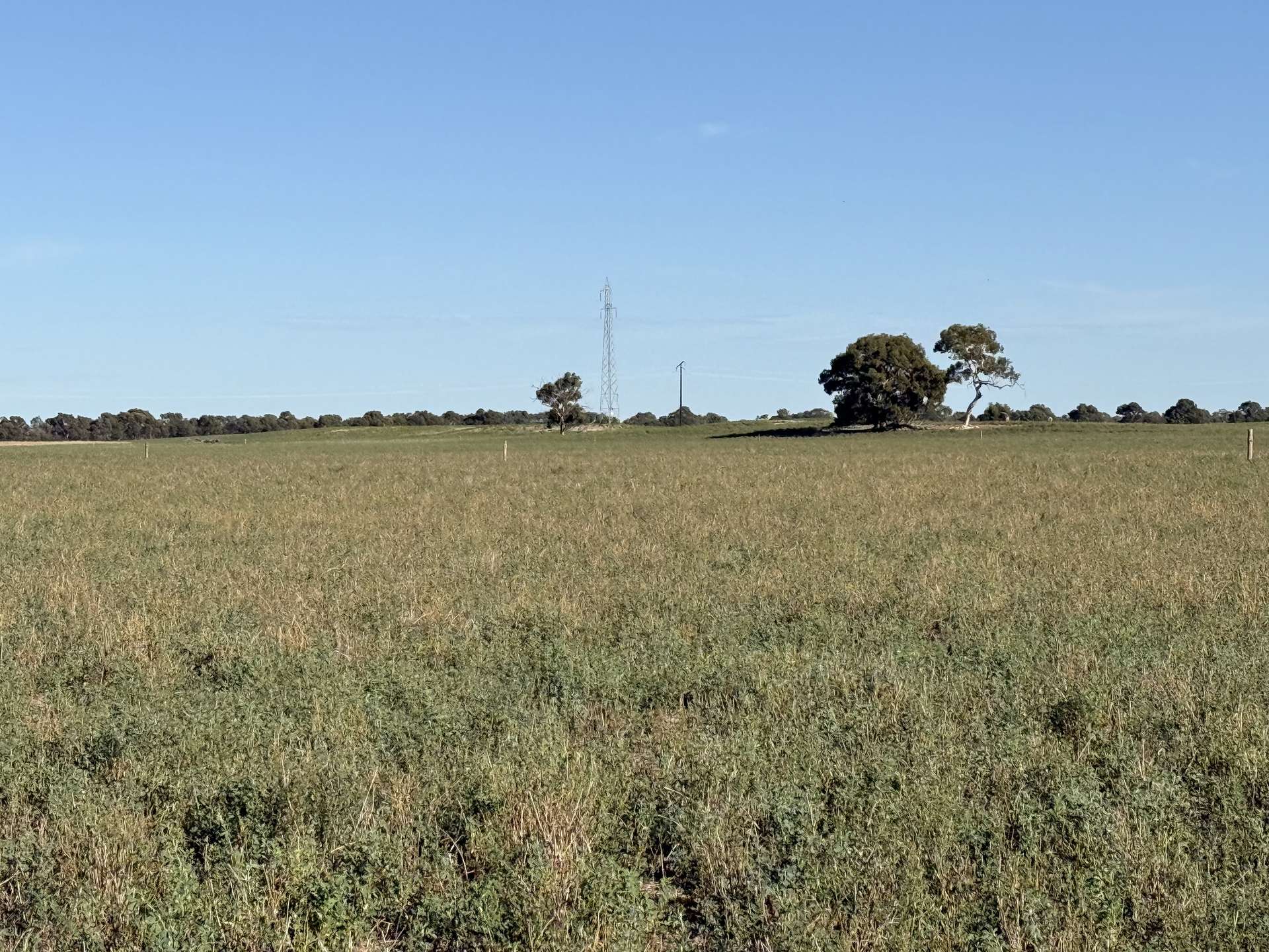 1708 Riddoch Highway, Keith For Sale by Farmbuy.com - image 4