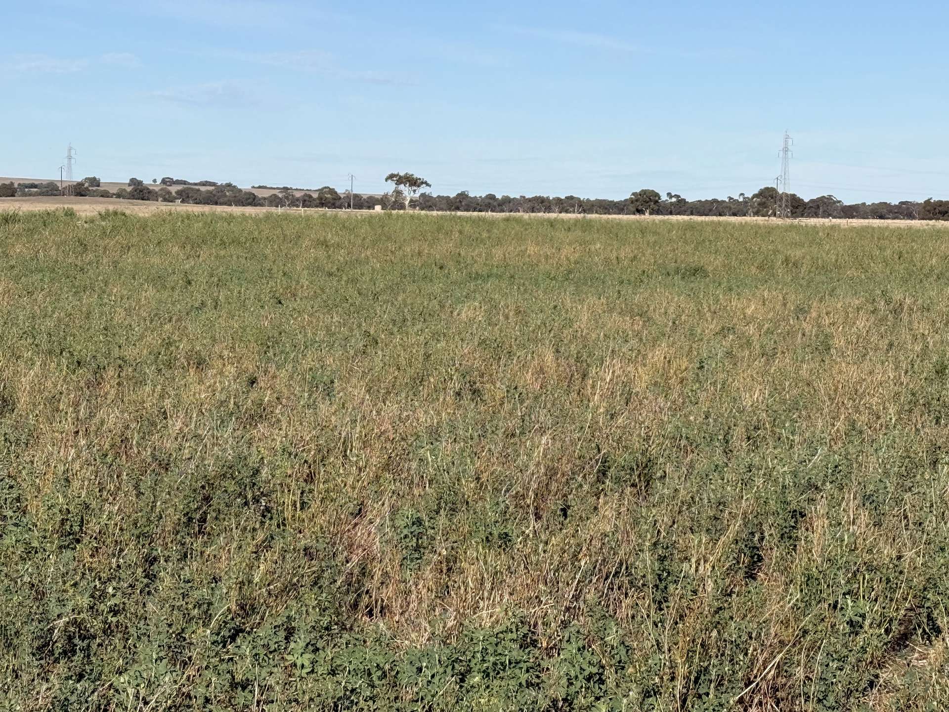 1708 Riddoch Highway, Keith For Sale by Farmbuy.com - image 5