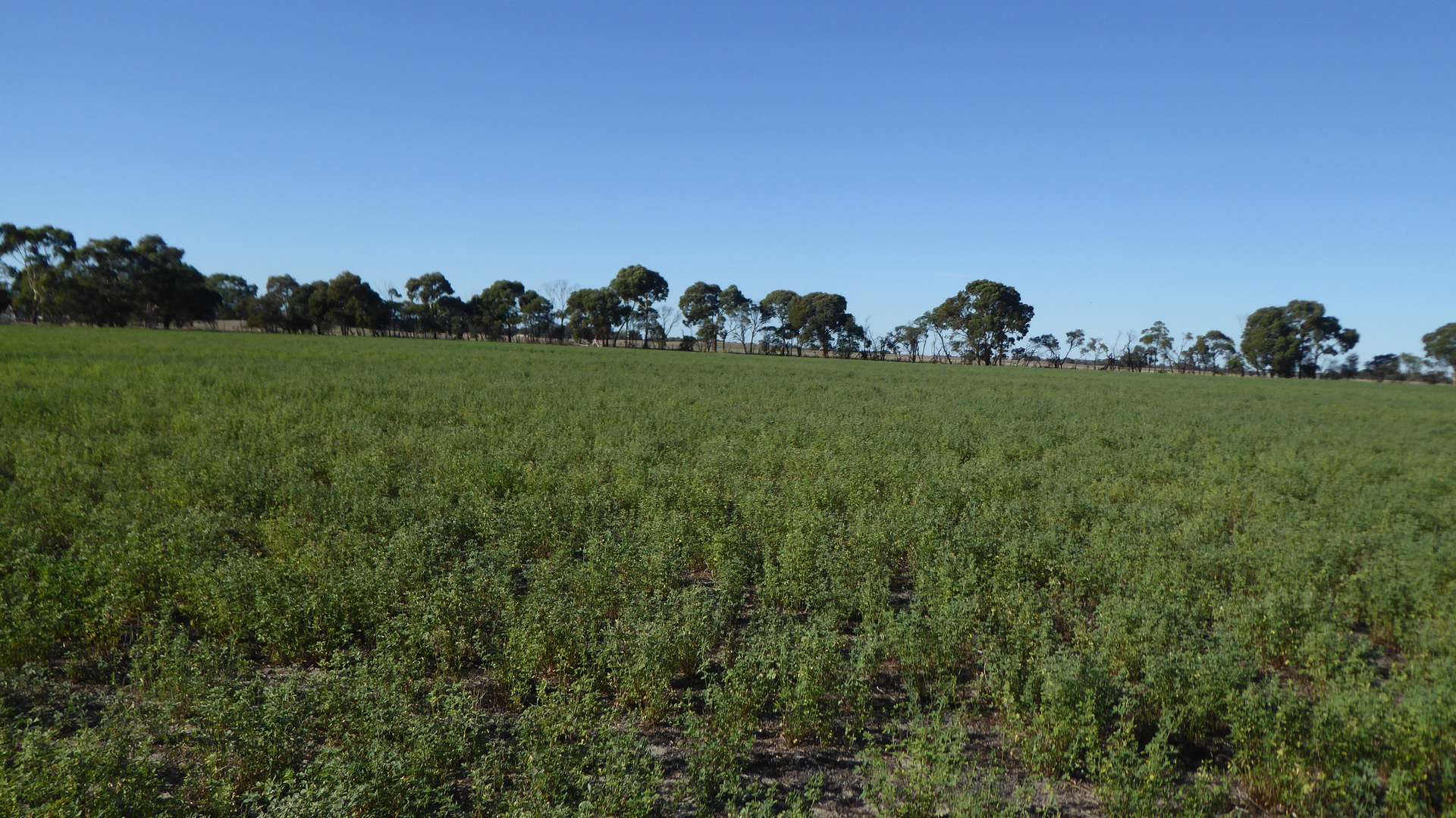 1708 Riddoch Highway, Keith For Sale by Farmbuy.com - image 12