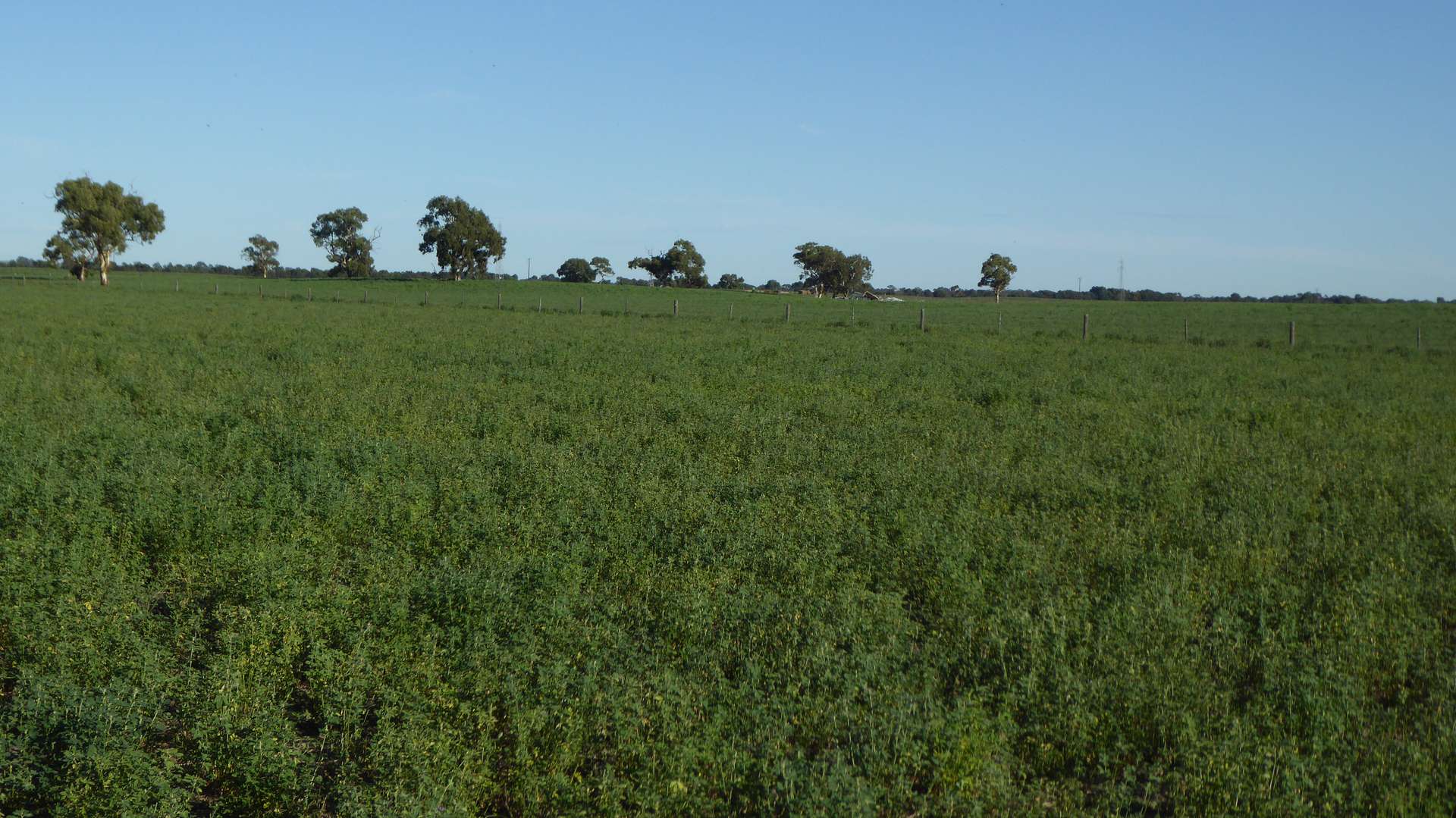 1708 Riddoch Highway, Keith For Sale by Farmbuy.com - image 1