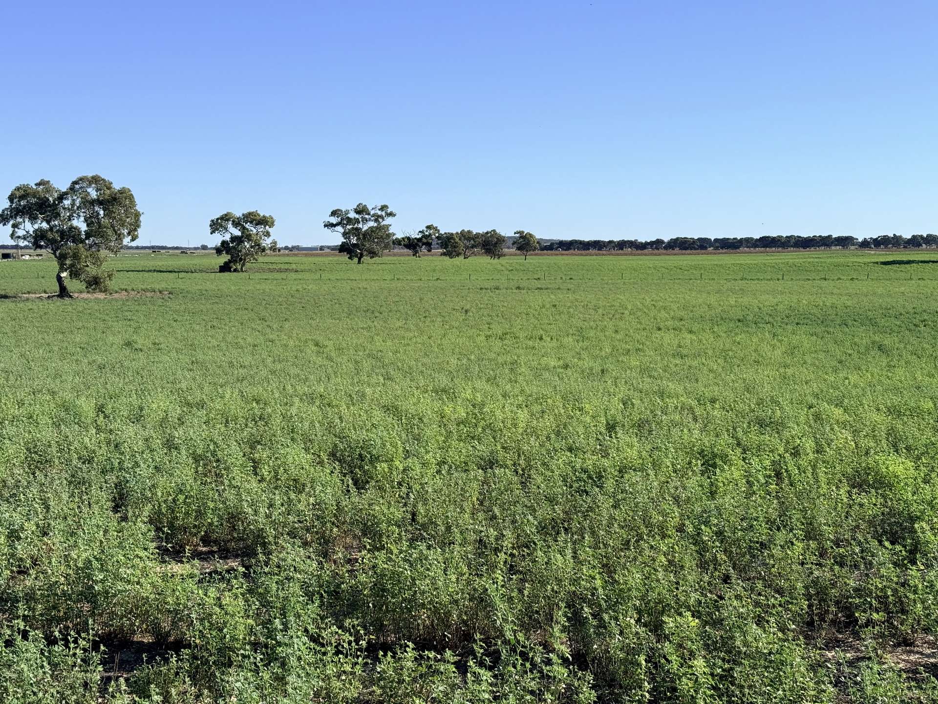 1708 Riddoch Highway, Keith For Sale by Farmbuy.com - image 2