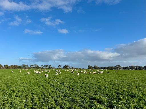 1708 Riddoch Highway, Keith SA 5267