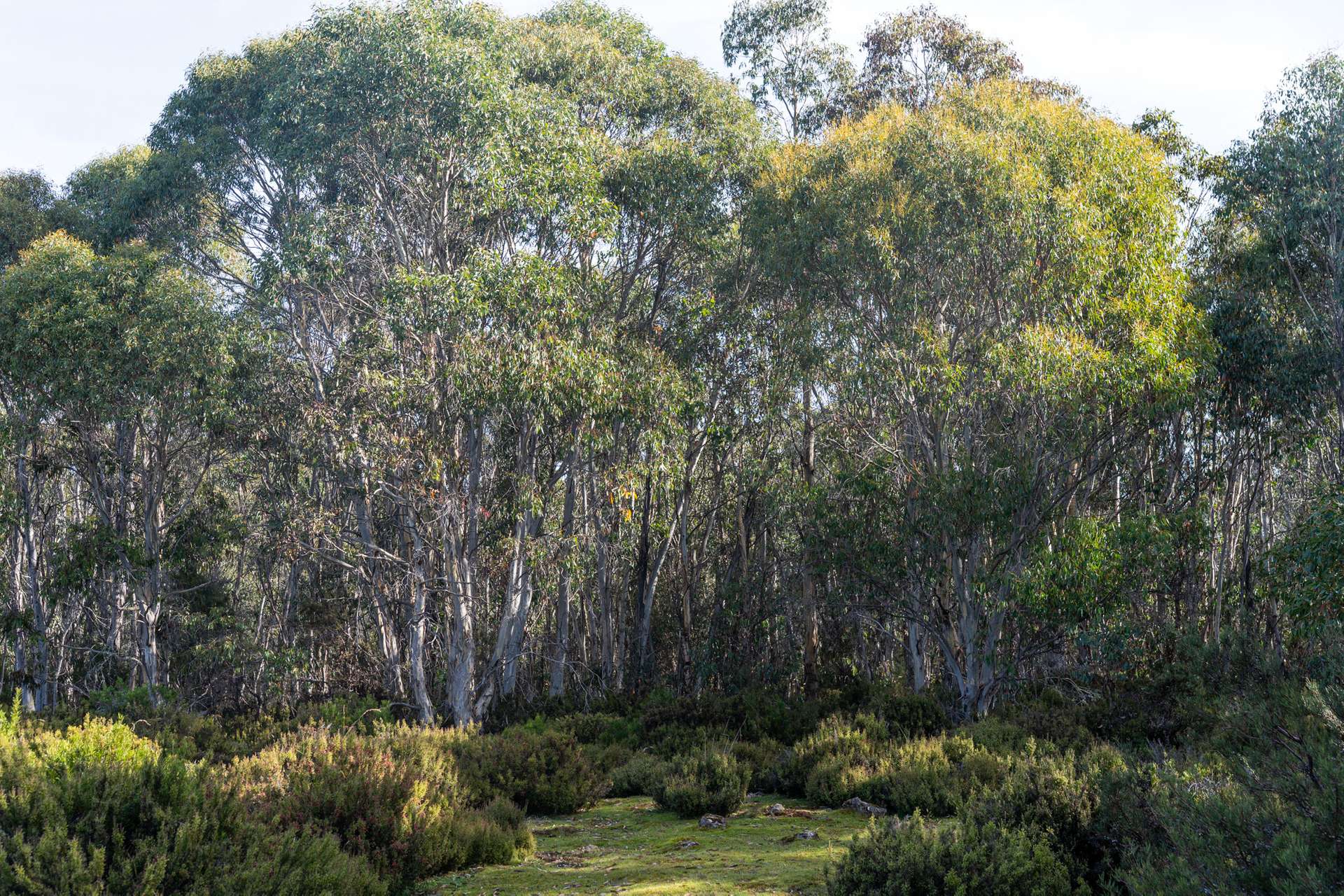 Lot 1,  Lyell Highway, Derwent Bridge For Sale by Farmbuy.com - image 26