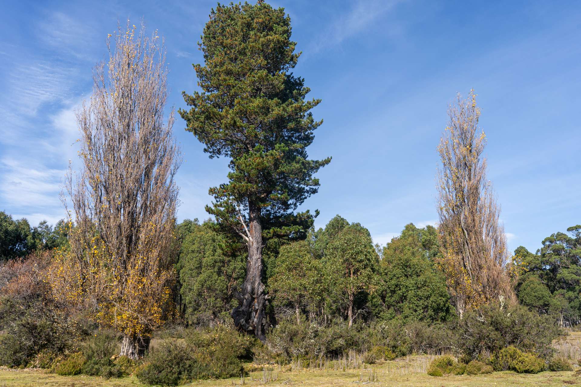 Lot 1,  Lyell Highway, Derwent Bridge For Sale by Farmbuy.com - image 12
