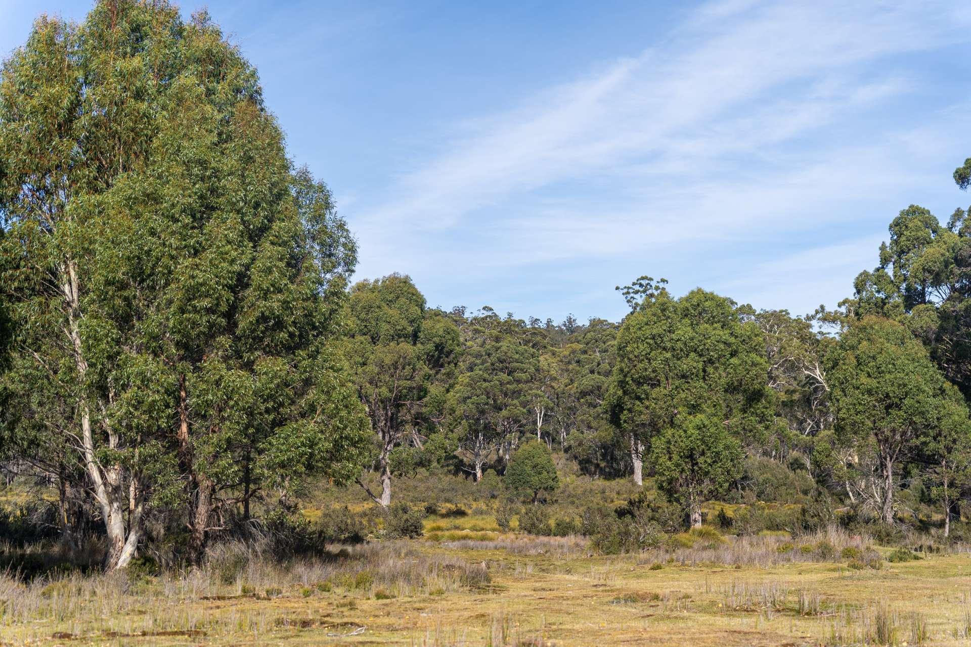 Lot 1,  Lyell Highway, Derwent Bridge For Sale by Farmbuy.com - image 8