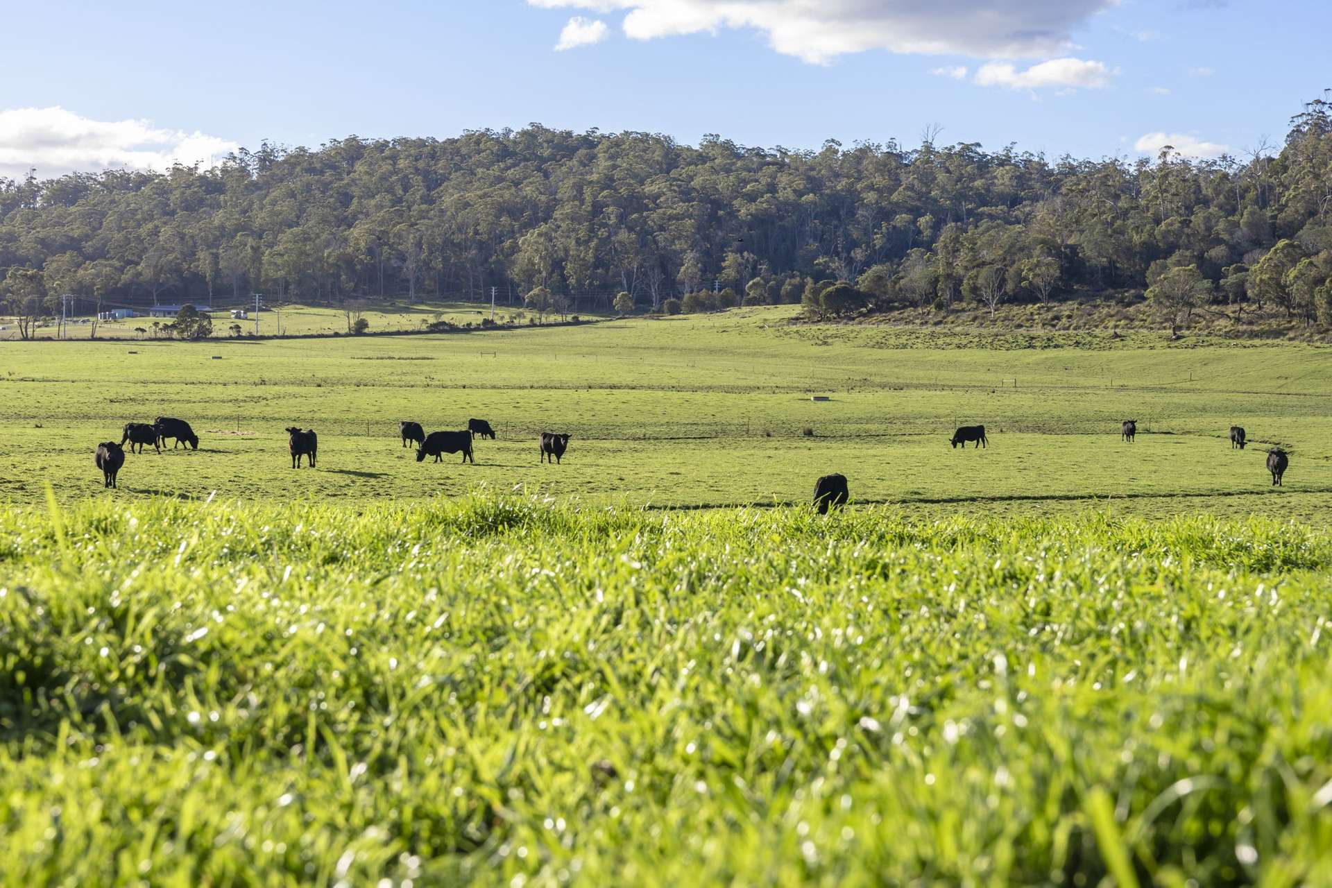290 Batman Highway, Sidmouth Auction by Farmbuy.com - image 1