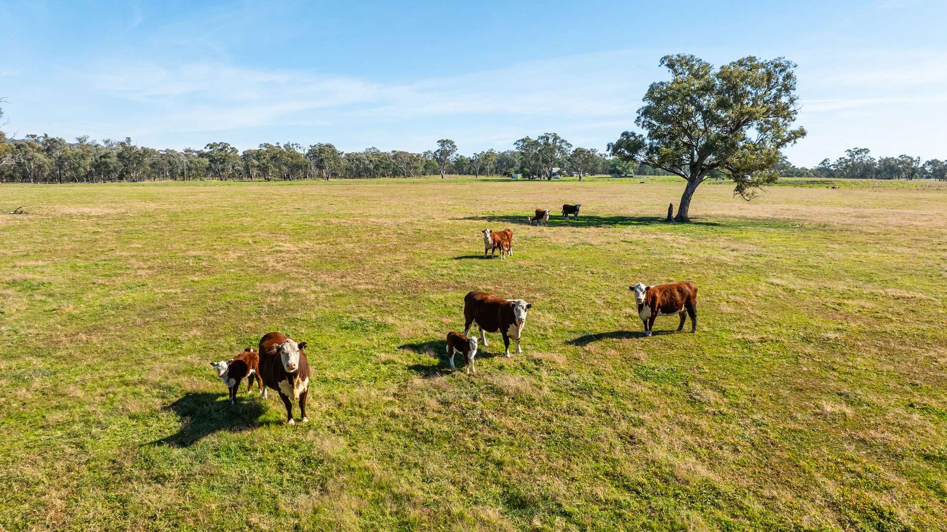 789 Walla Walla Road, Gerogery For Sale by Farmbuy.com - image 28