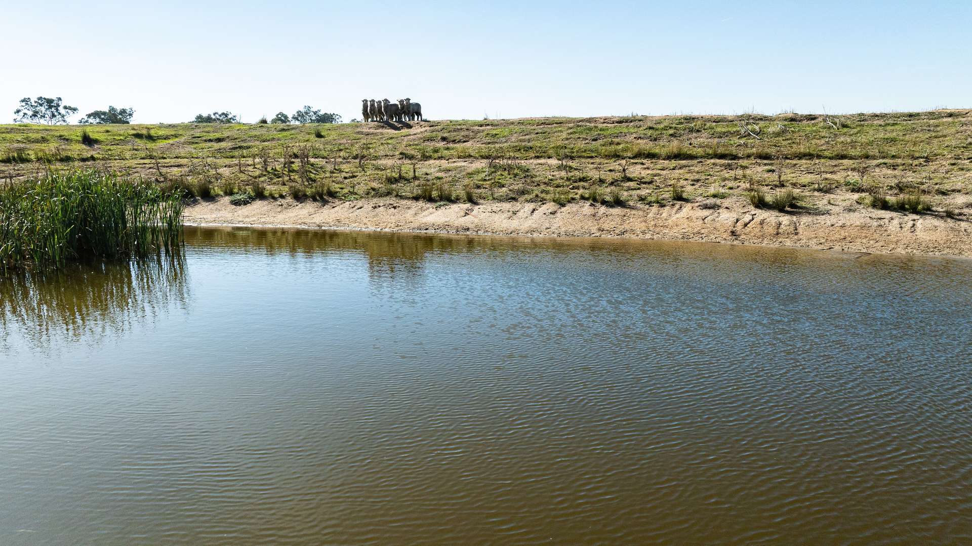 789 Walla Walla Road, Gerogery For Sale by Farmbuy.com - image 17