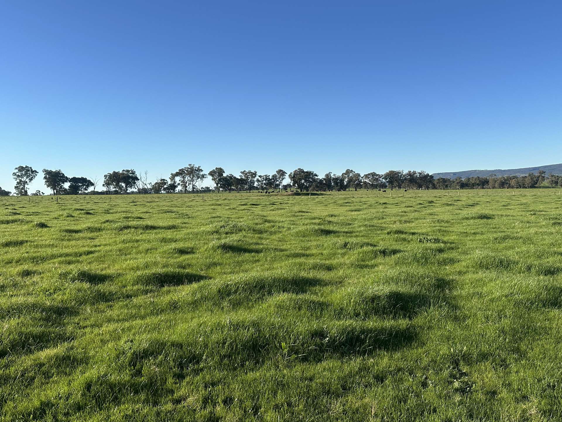 789 Walla Walla Road, Gerogery For Sale by Farmbuy.com - image 32
