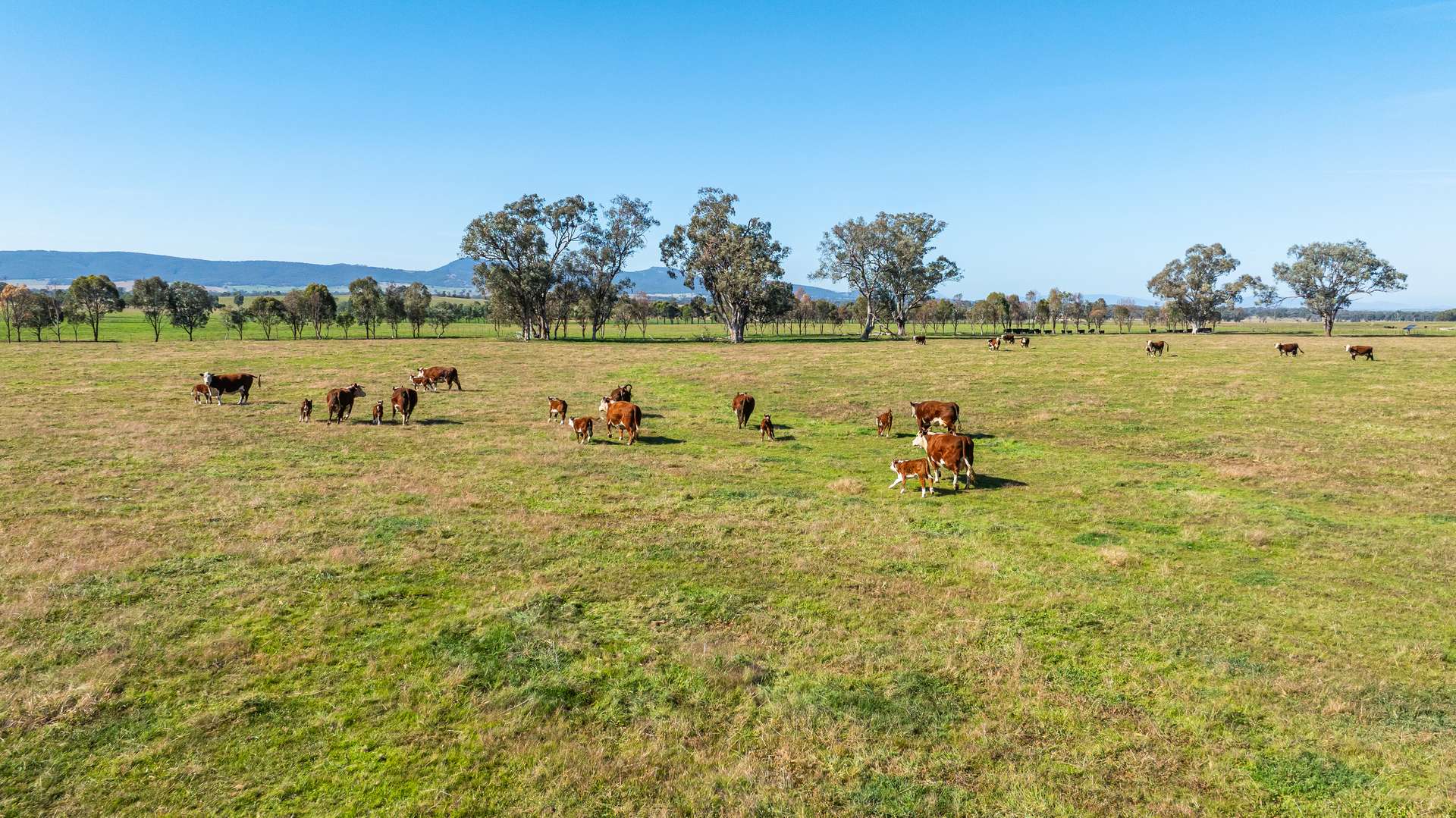 789 Walla Walla Road, Gerogery For Sale by Farmbuy.com - image 27