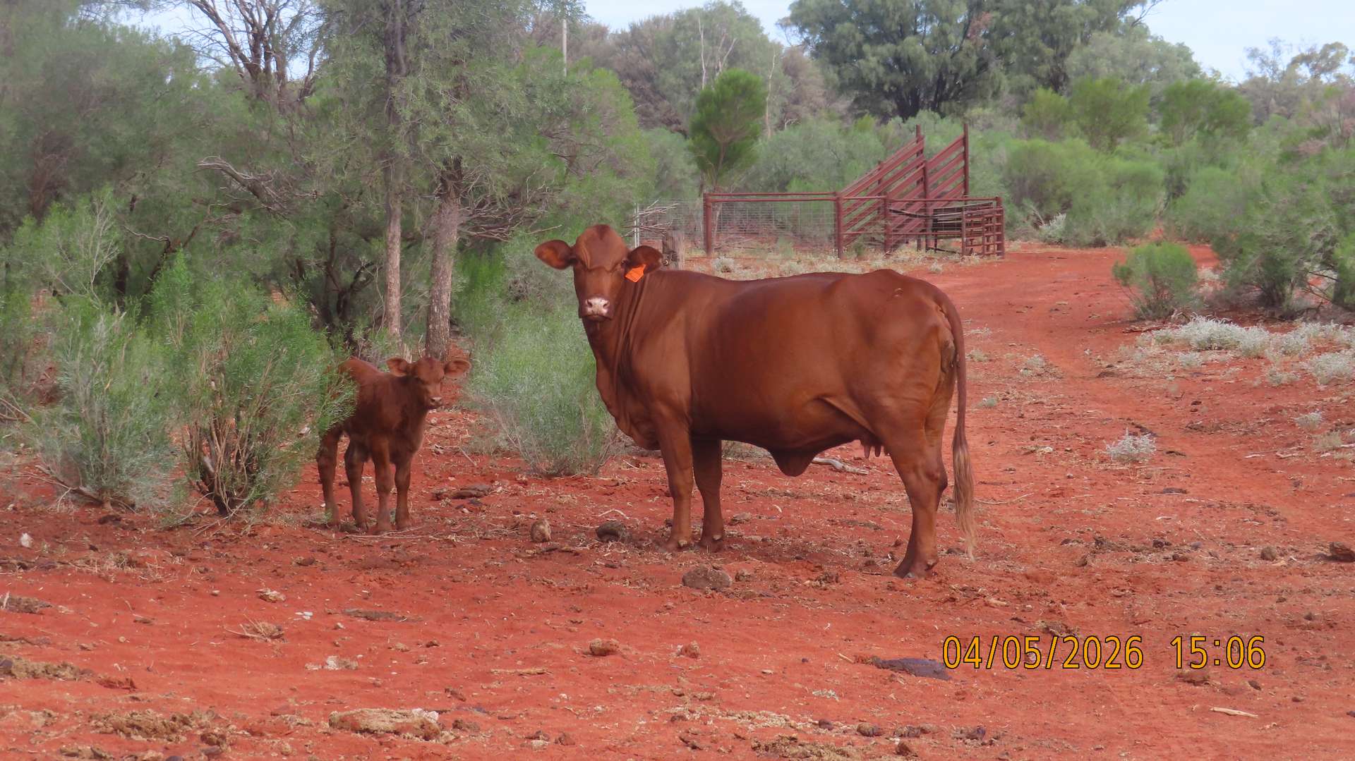 * MAUREEN JOY STATION, Bourke For Sale by Farmbuy.com - image 6
