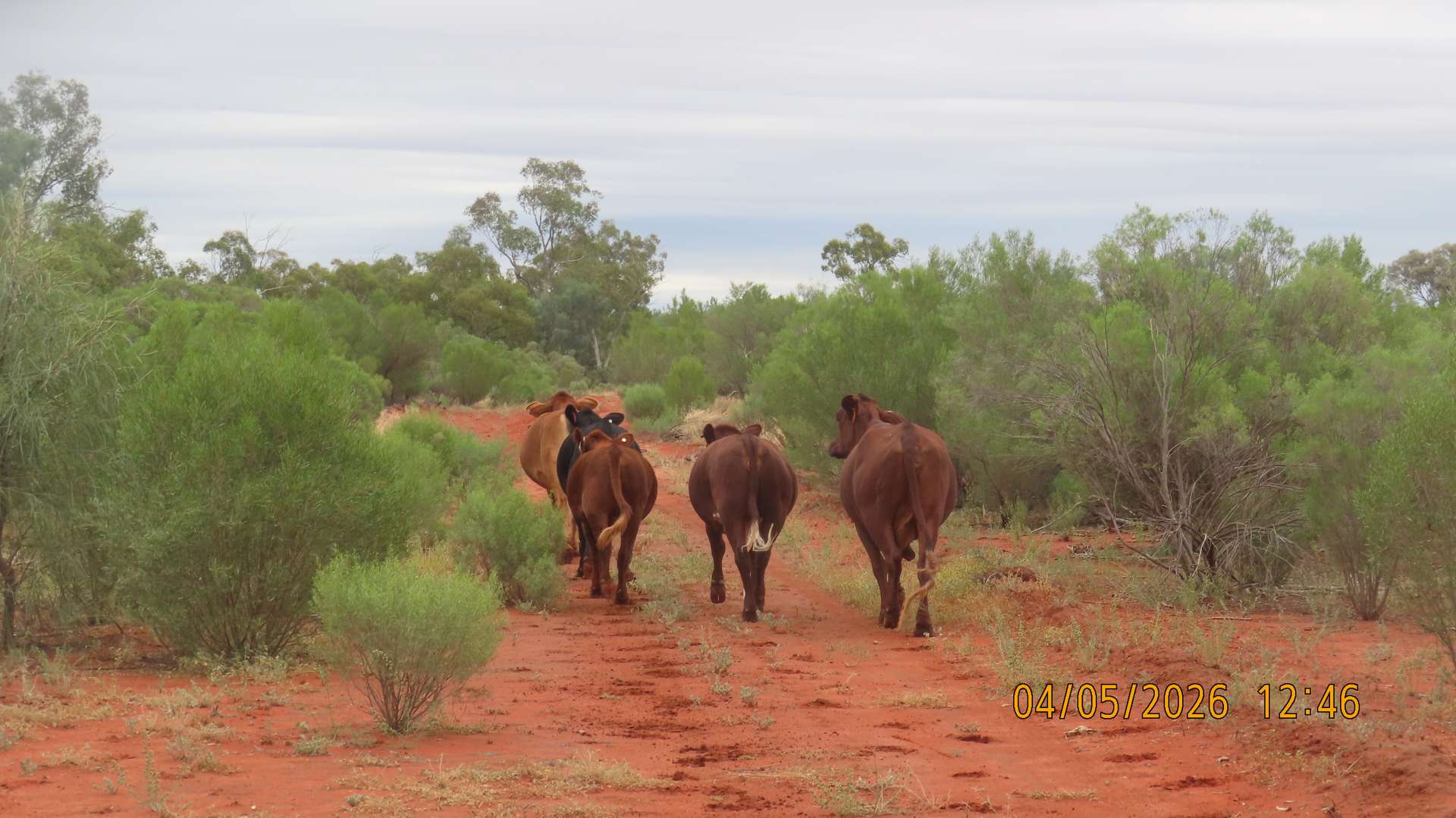 * MAUREEN JOY STATION, Bourke For Sale by Farmbuy.com - image 11