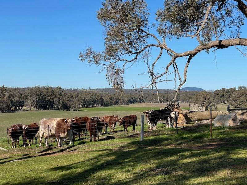 17 Longmire Lane, Strangways For Sale by Farmbuy.com - image 22