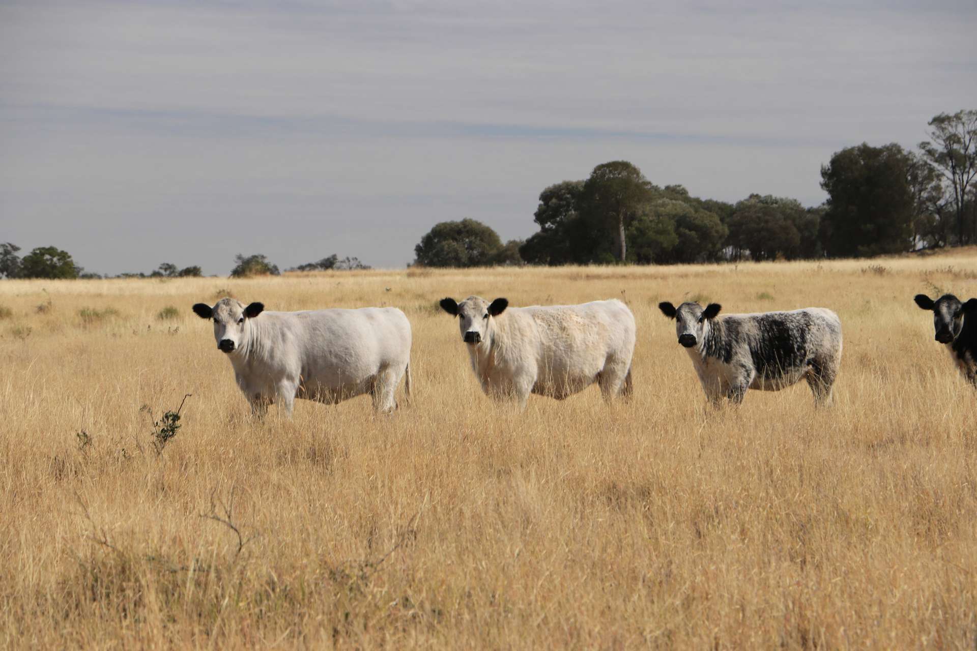 0 Swans Road, Wallumbilla Auction by Farmbuy.com - image 3