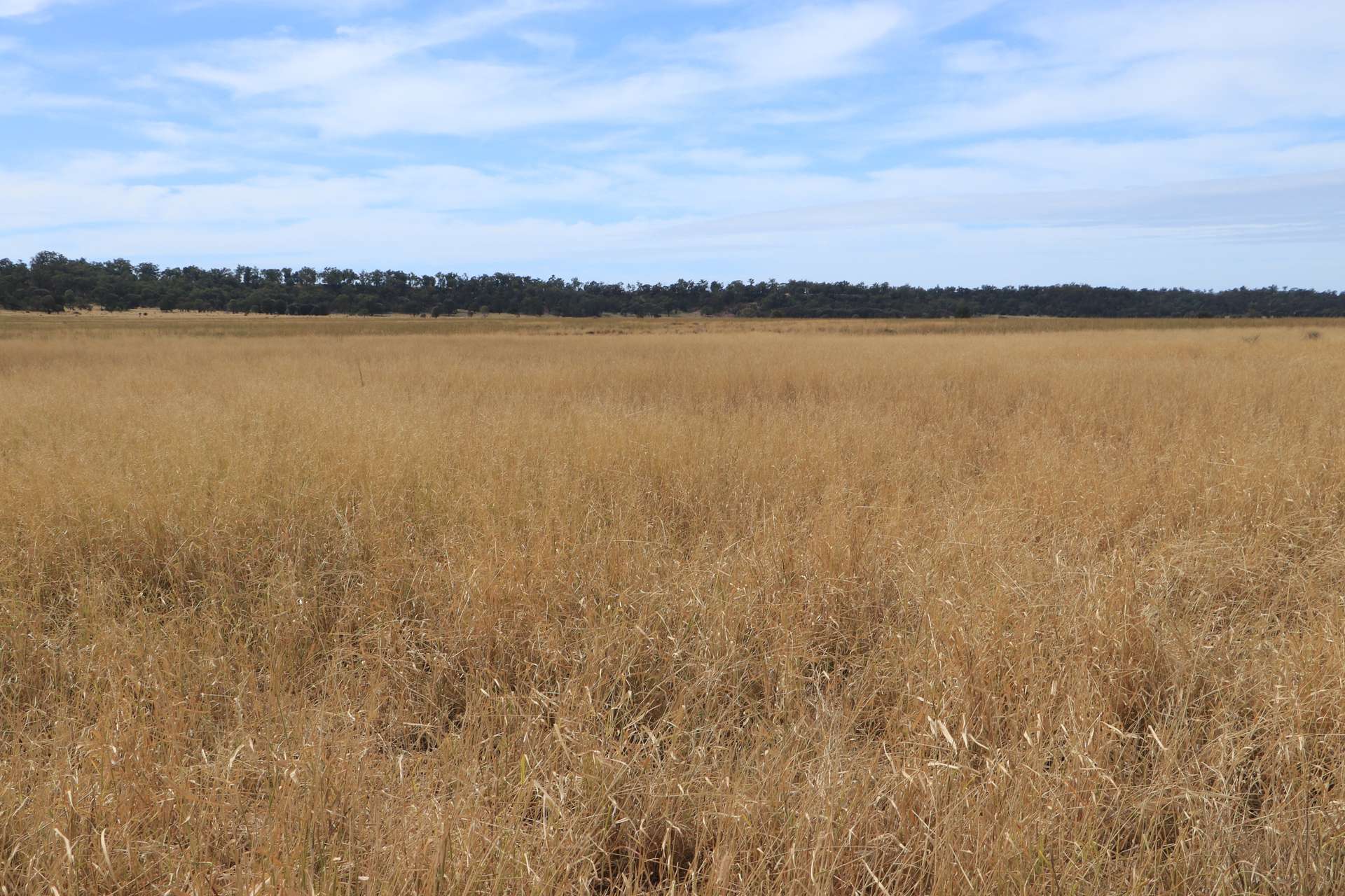 0 Swans Road, Wallumbilla Auction by Farmbuy.com - image 20