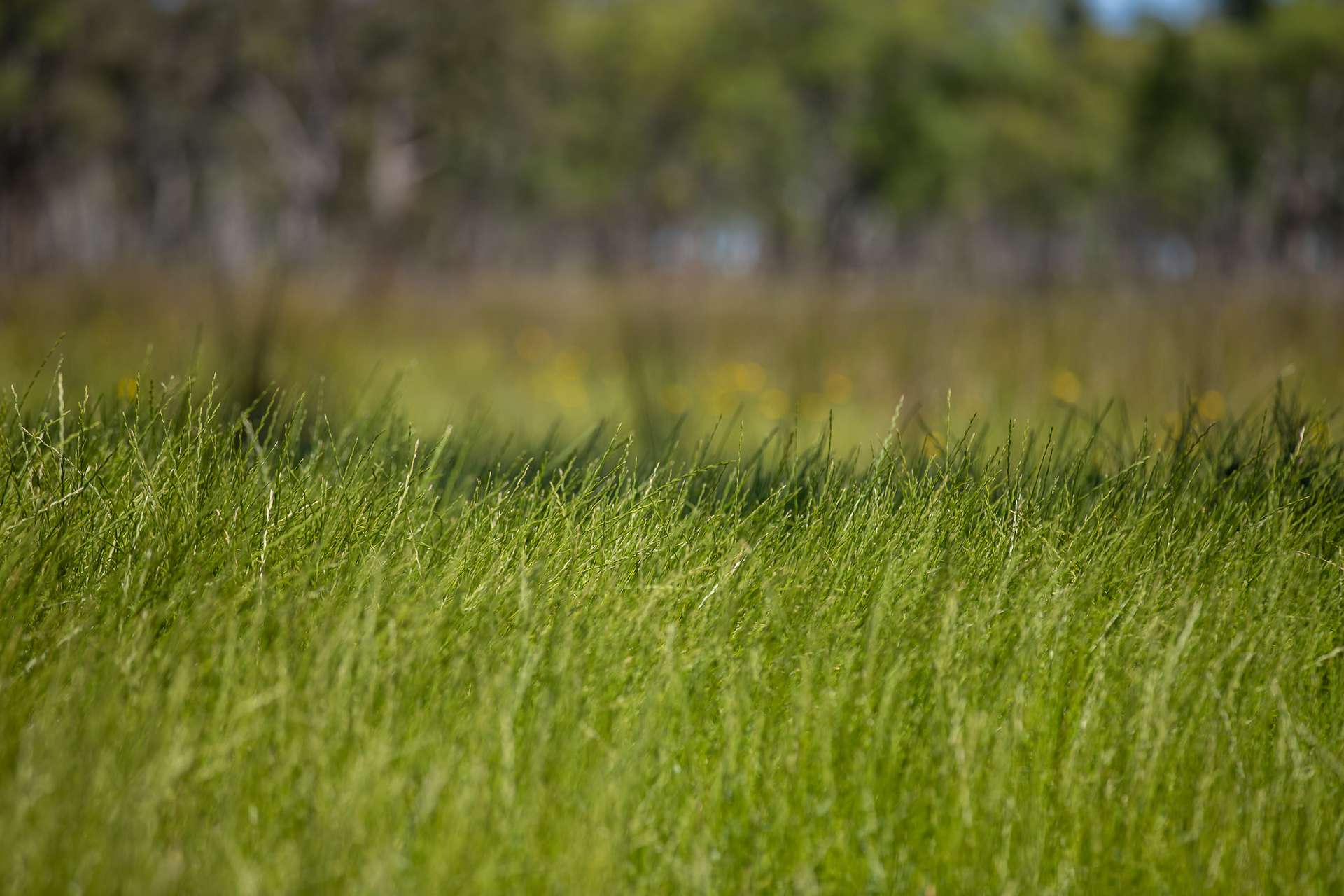 107 Bundarra Road, Inverell For Sale by Farmbuy.com - image 17
