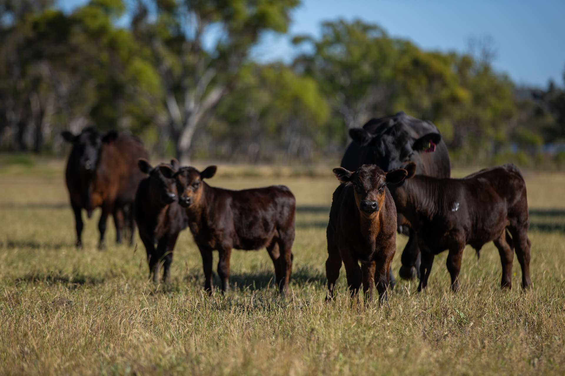 107 Bundarra Road, Inverell For Sale by Farmbuy.com - image 25