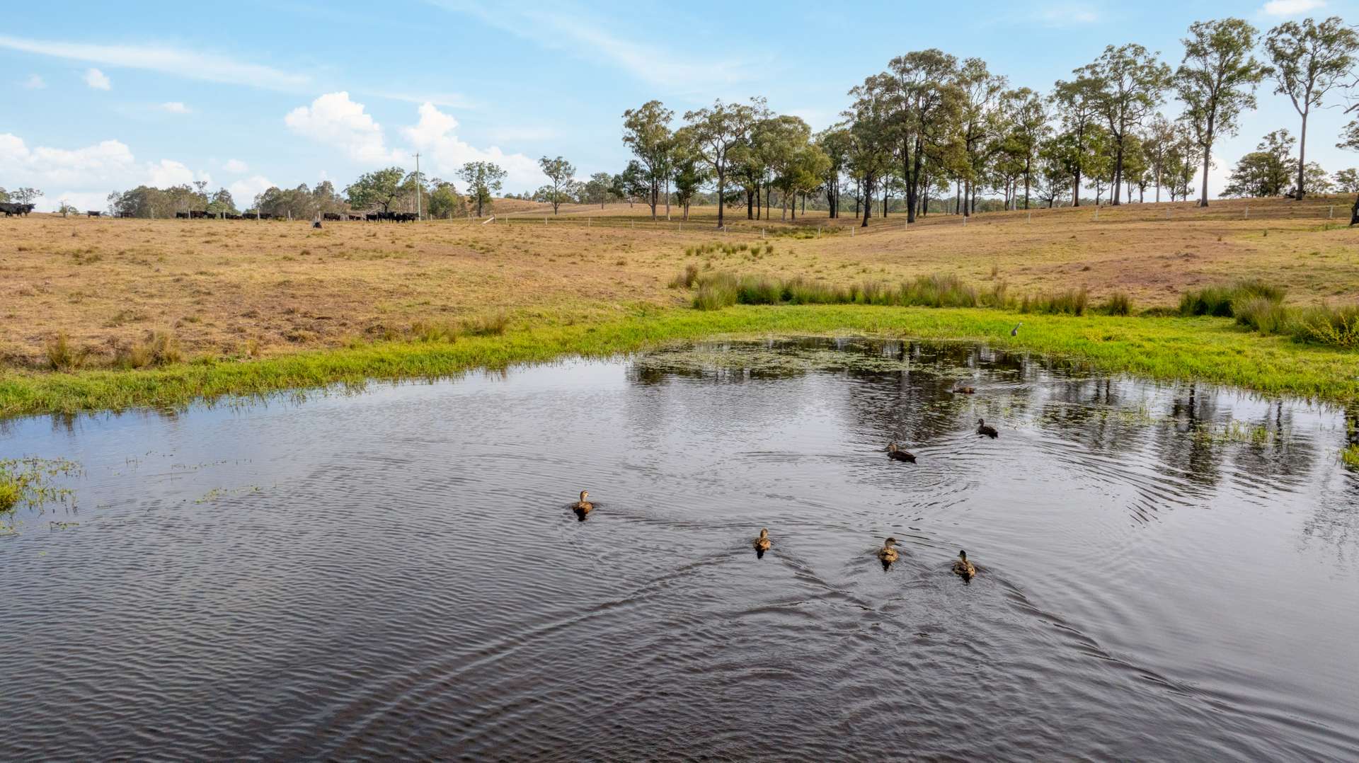 3949 Clarence Town Road, Dungog For Sale by Farmbuy.com - image 4