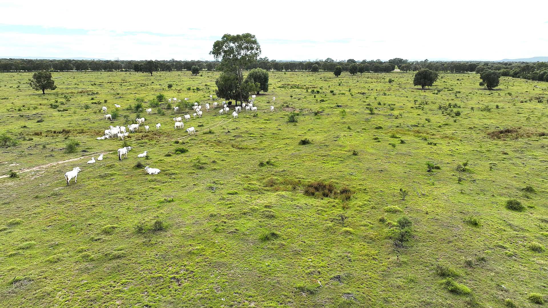 Dooney's Burnett Highway, Dixalea For Sale by Farmbuy.com - image 7