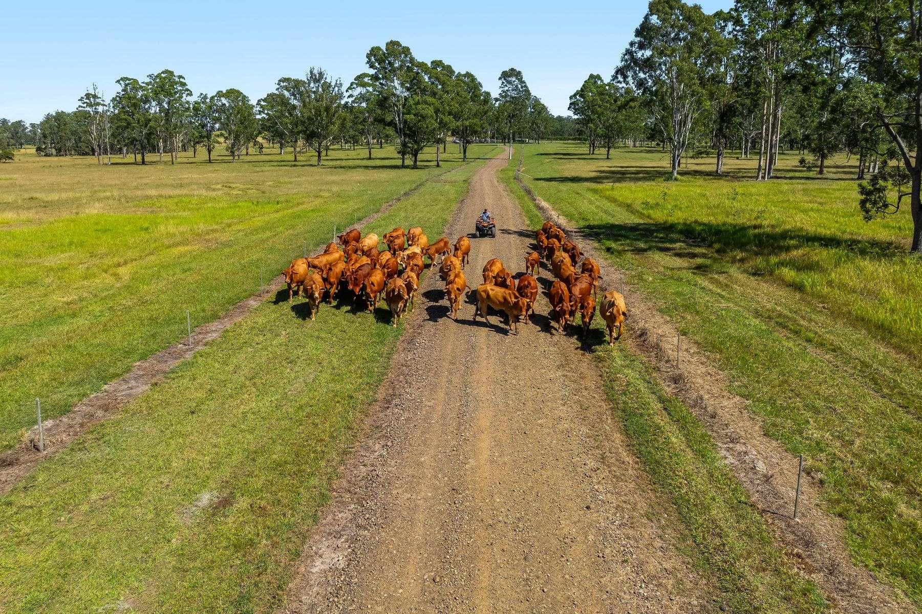 1295 Ellangowan Road, Ellangowan For Sale by Farmbuy.com - image 11
