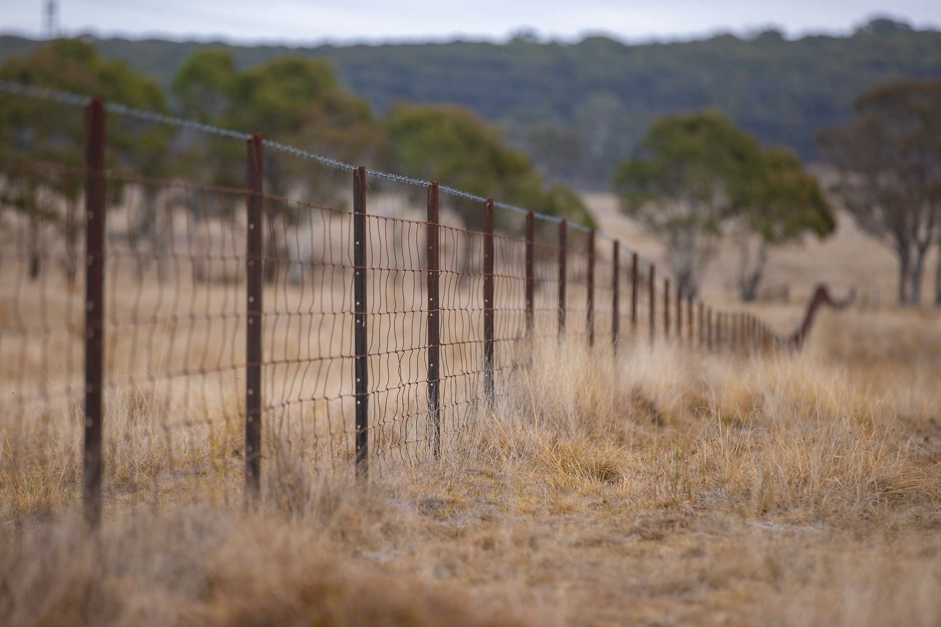 "Fern Hill" 526 Toms Gully Road, Black Mountain Tender by Farmbuy.com - image 20