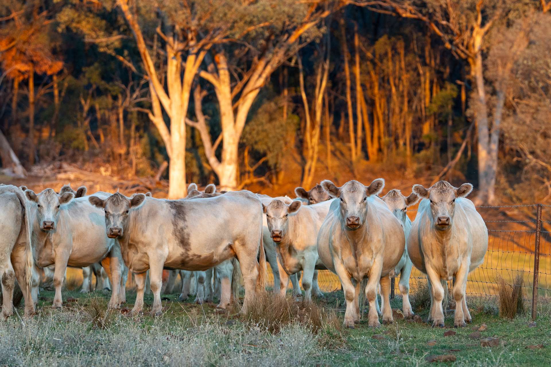 'Tullatoola' 798 Packham Drive, Molong Auction by Farmbuy.com - image 20