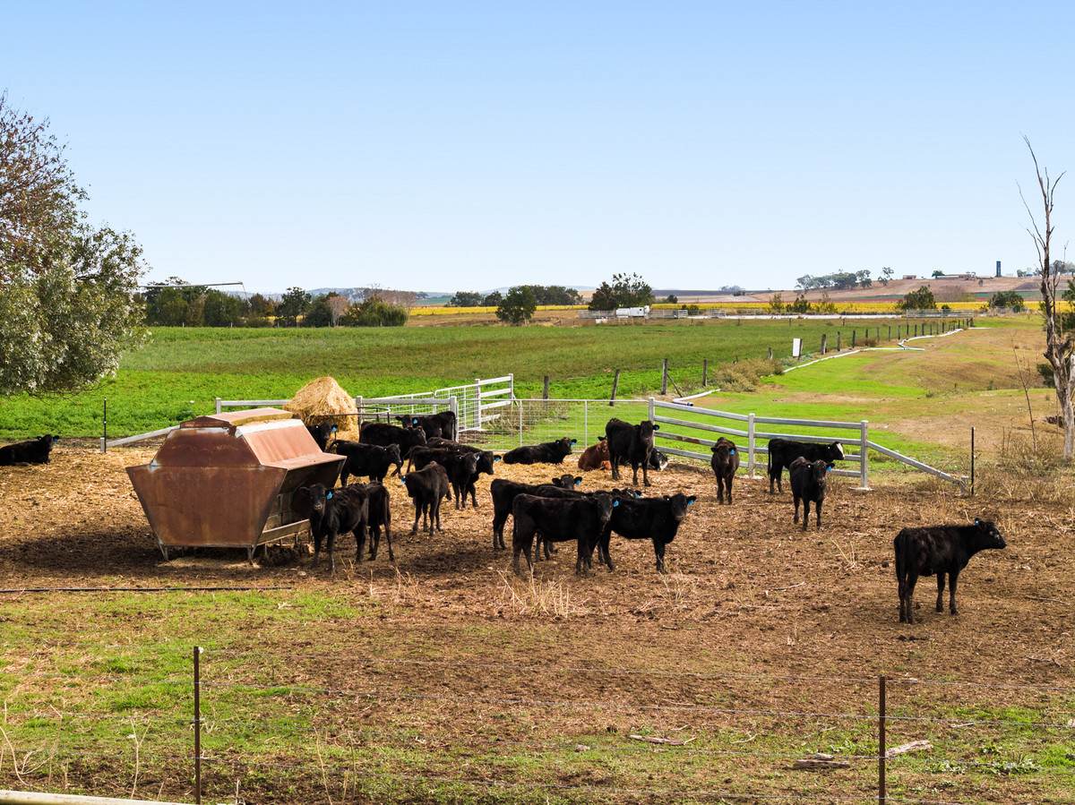79 Merivale Street, Allora For Sale by Farmbuy.com - image 10