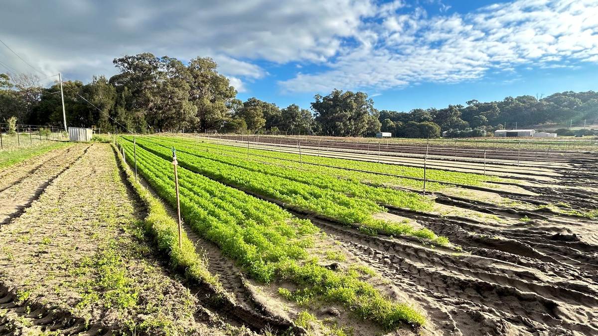 89 Fletcher Road, Karnup For Sale by Farmbuy.com - image 19