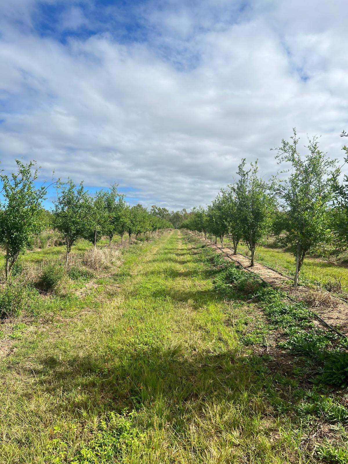 440 Chewko Road, Mareeba For Sale by Farmbuy.com - image 11