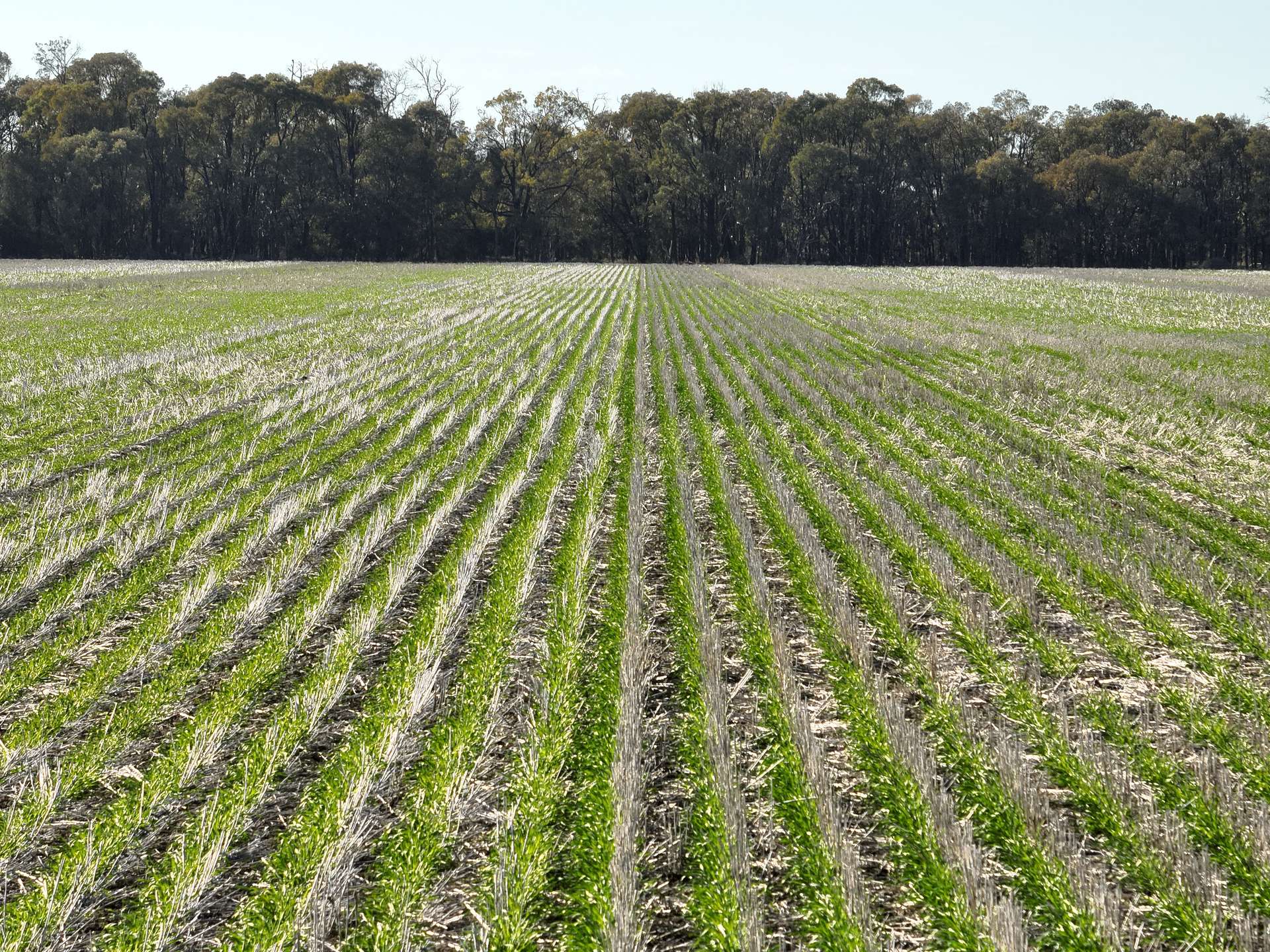 Wondalli/30286 CUNNINGHAM HIGHWAY, Goondiwindi For Sale by Farmbuy.com - image 4