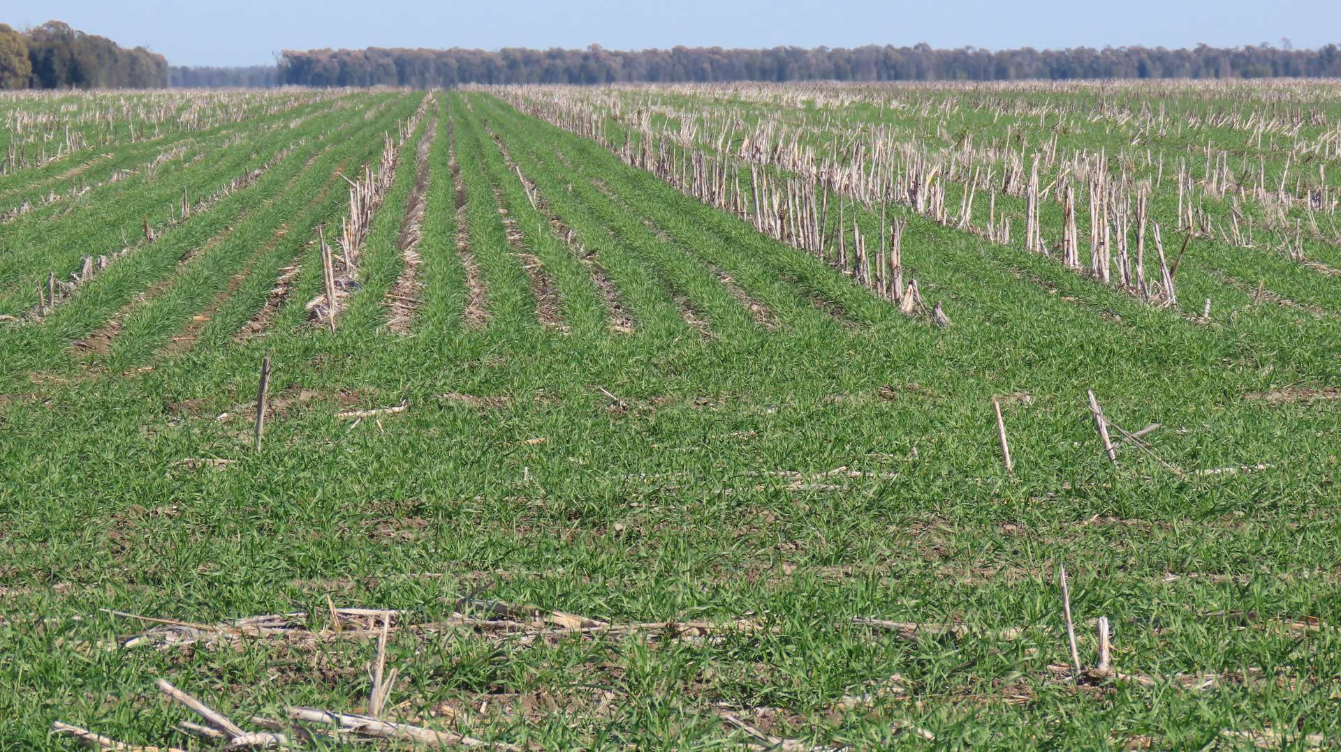 Wondalli/30286 CUNNINGHAM HIGHWAY, Goondiwindi For Sale by Farmbuy.com - image 2