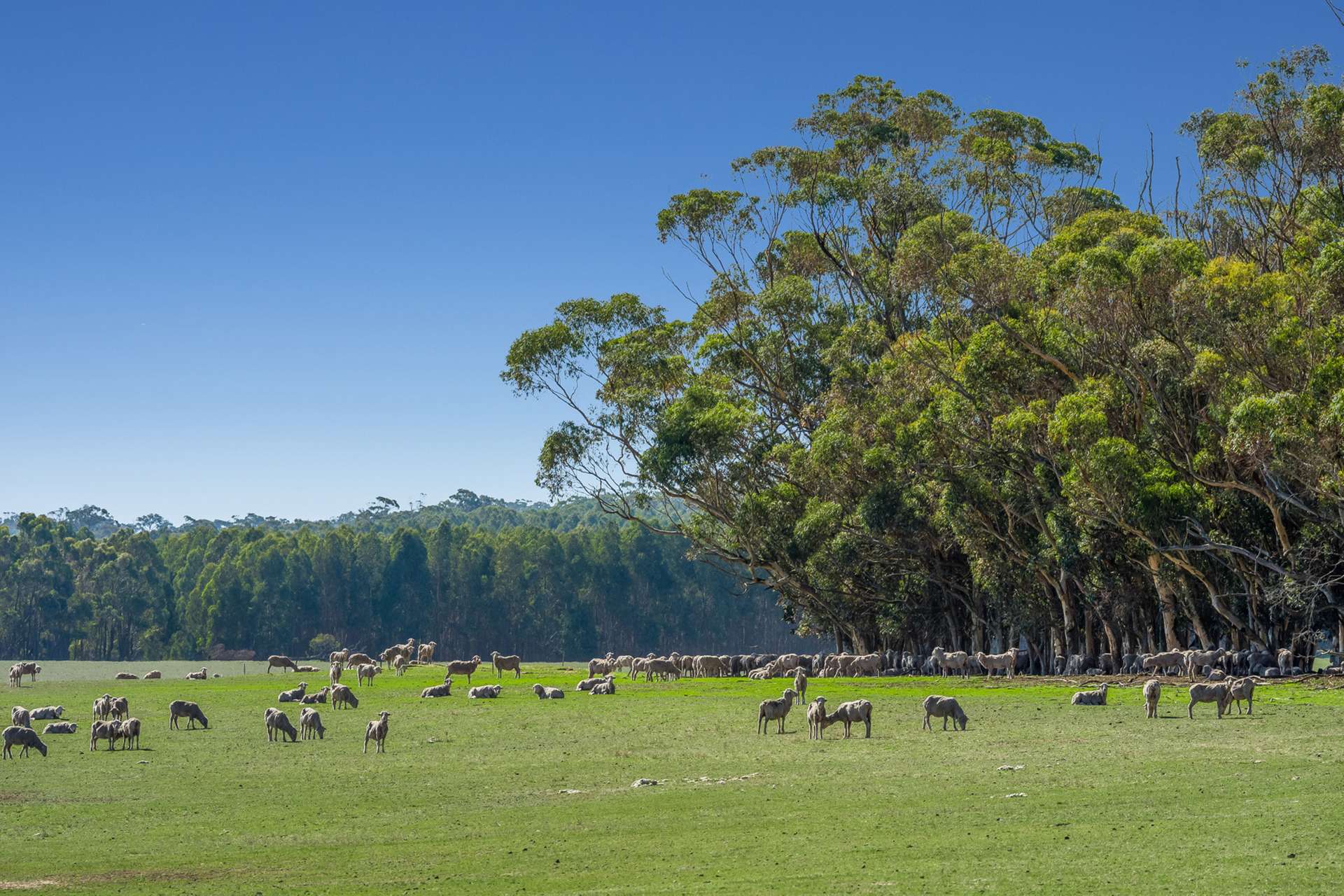 Pittong-Lismore Road, Pittong For Sale by Farmbuy.com - image 9