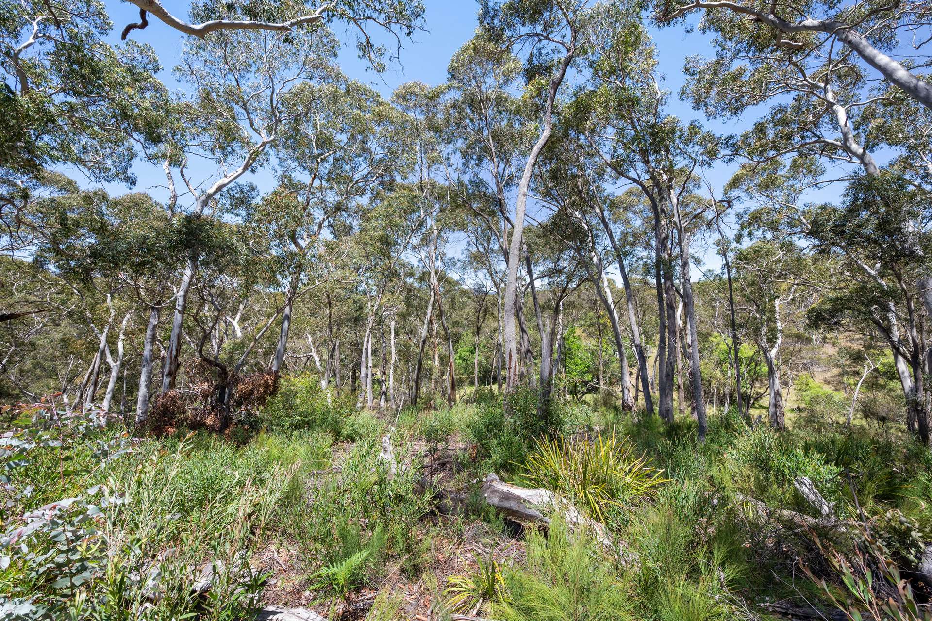 281 Charleys Forest Road, Braidwood For Sale by Farmbuy.com - image 7