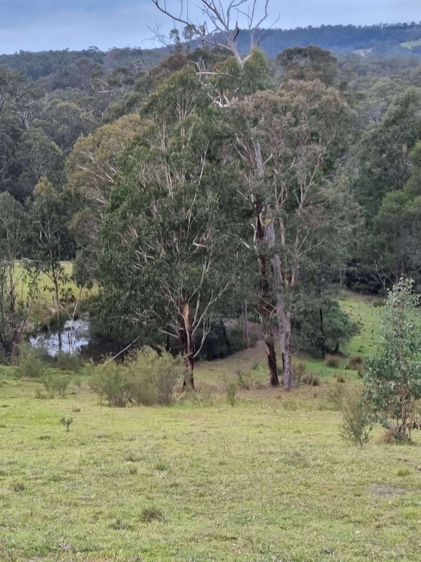 351 Mia Mia Road, Merrijig For Sale by Farmbuy.com - image 18