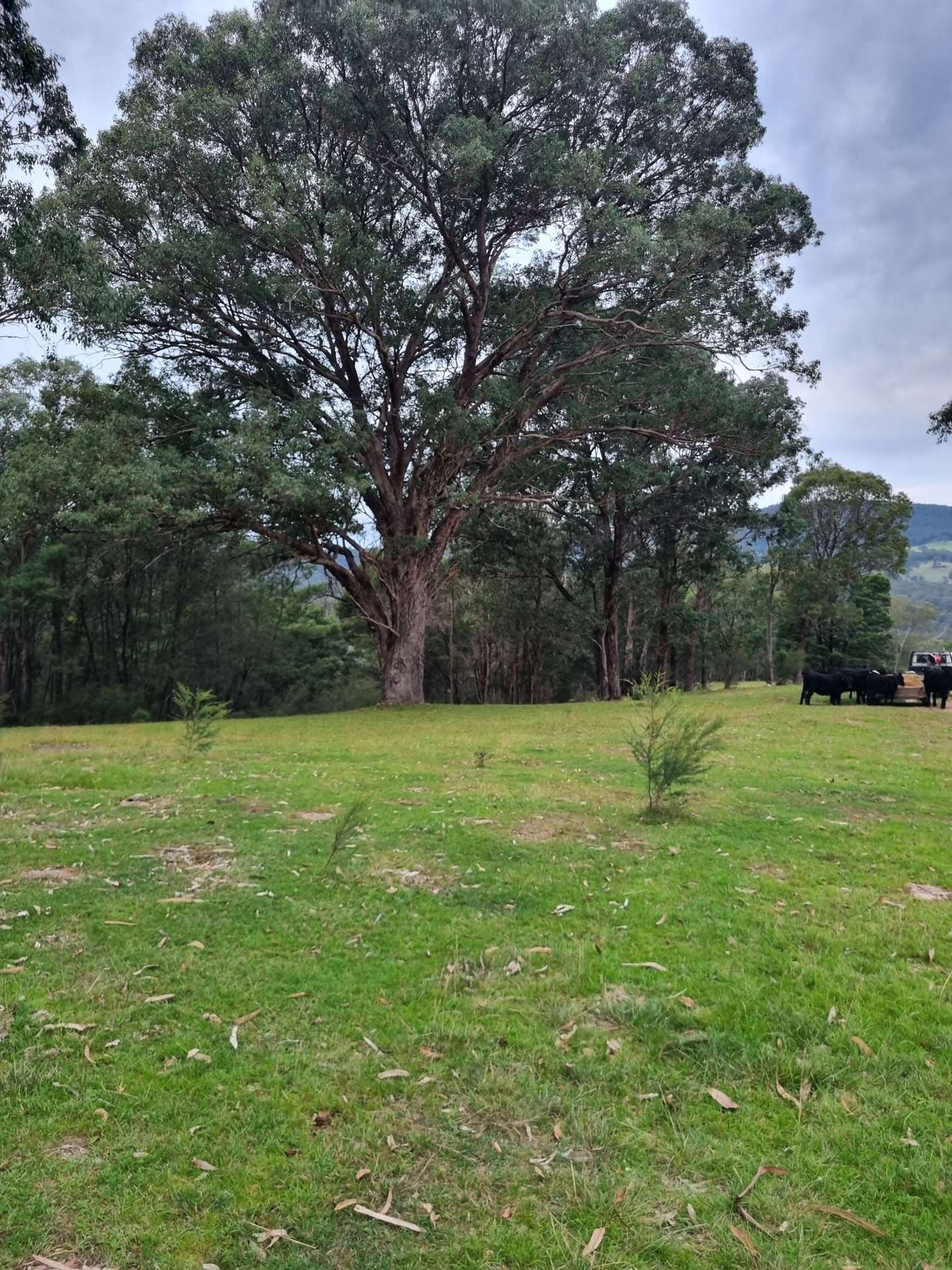 351 Mia Mia Road, Merrijig For Sale by Farmbuy.com - image 21