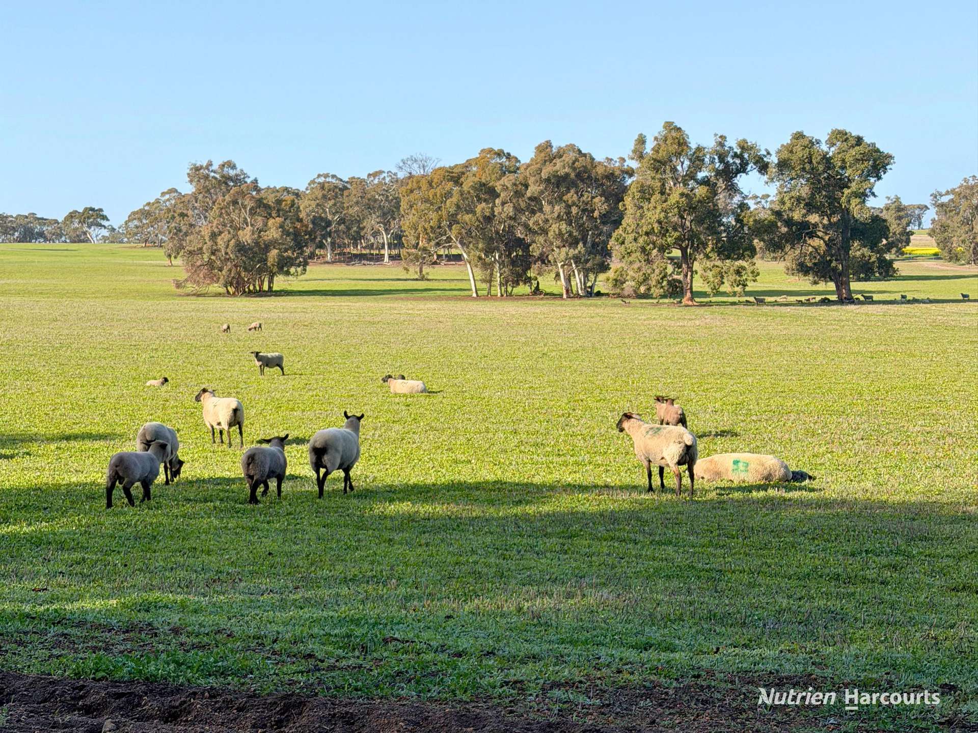 333 Helena Road, Balladong For Sale by Farmbuy.com - image 10
