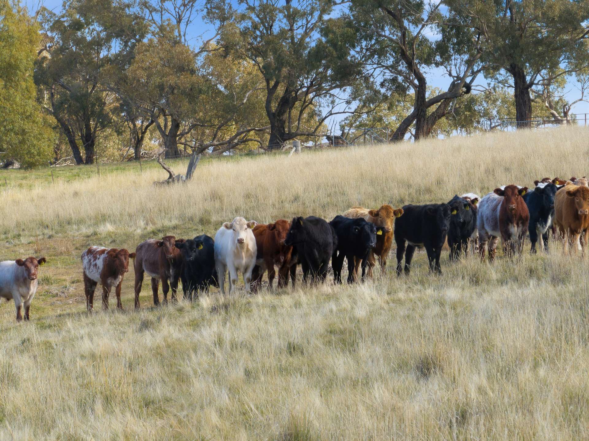 2653 Cargo Road, Orange Auction by Farmbuy.com - image 15