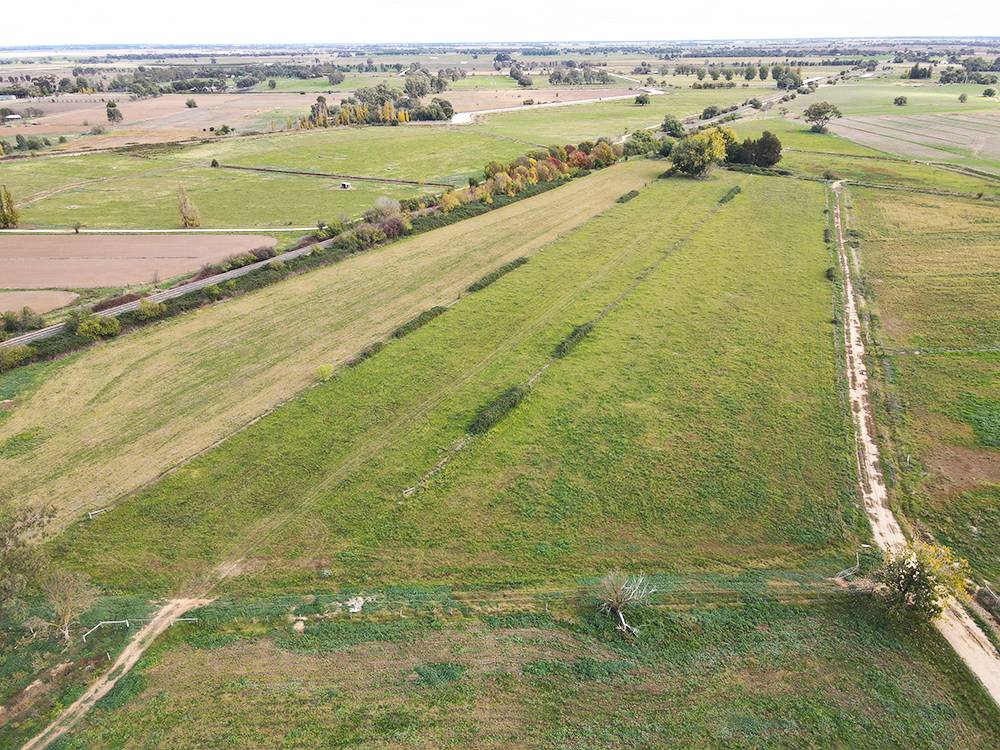 Murphy Road, Koyuga Auction by Farmbuy.com - image 4