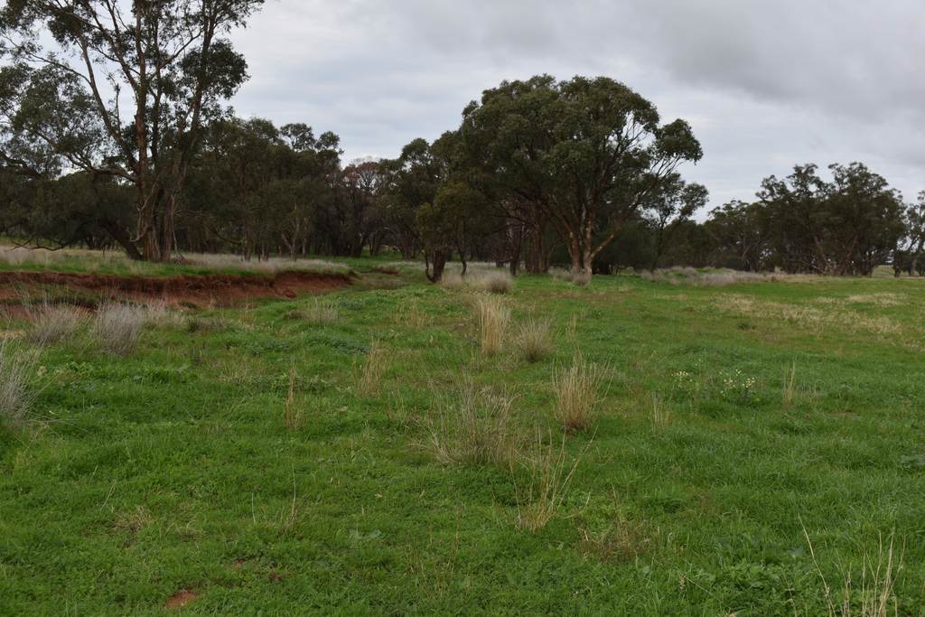 2892 Springvale Road, Condobolin NSW 2877