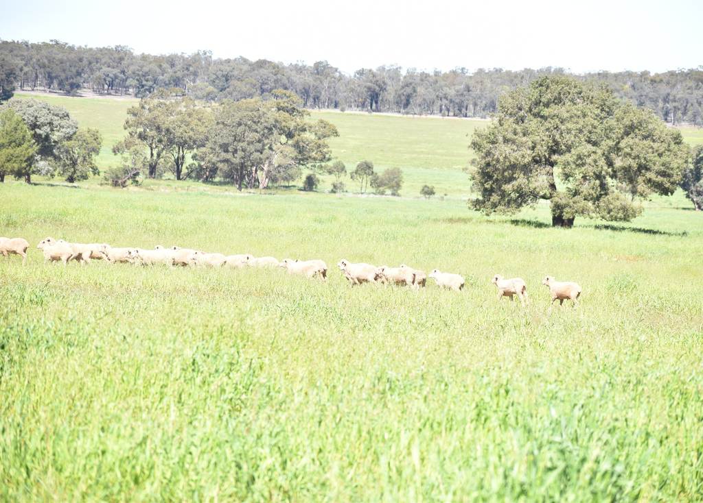 2892 Springvale Road, Condobolin NSW 2877