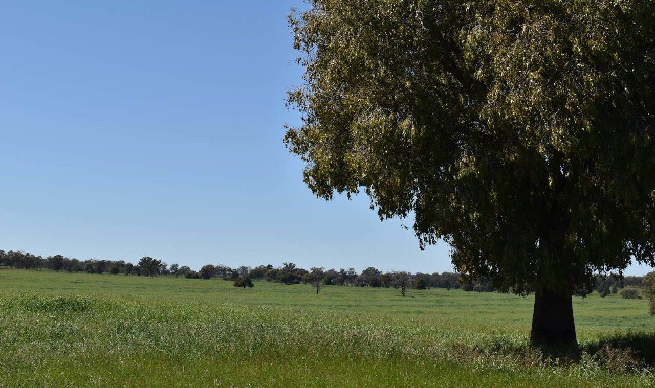 2892 Springvale Road, Condobolin For Sale by Farmbuy.com - image 5