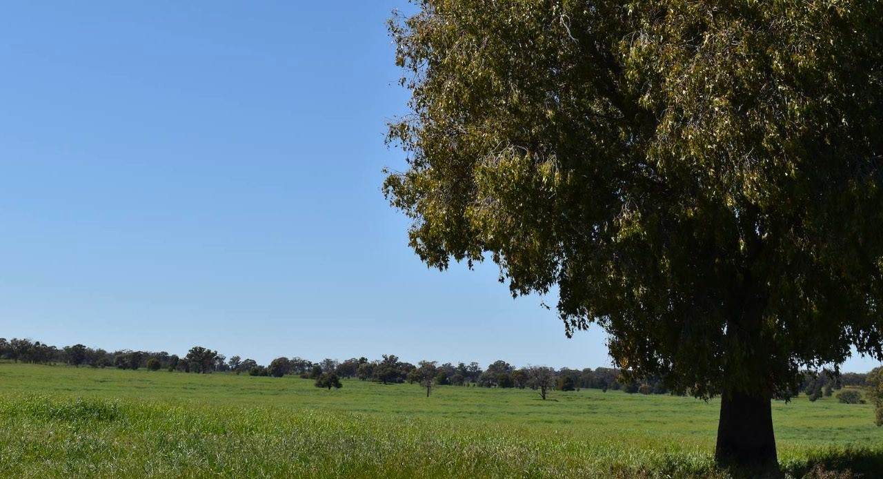 2892 Springvale Road, Condobolin For Sale by Farmbuy.com - image 5