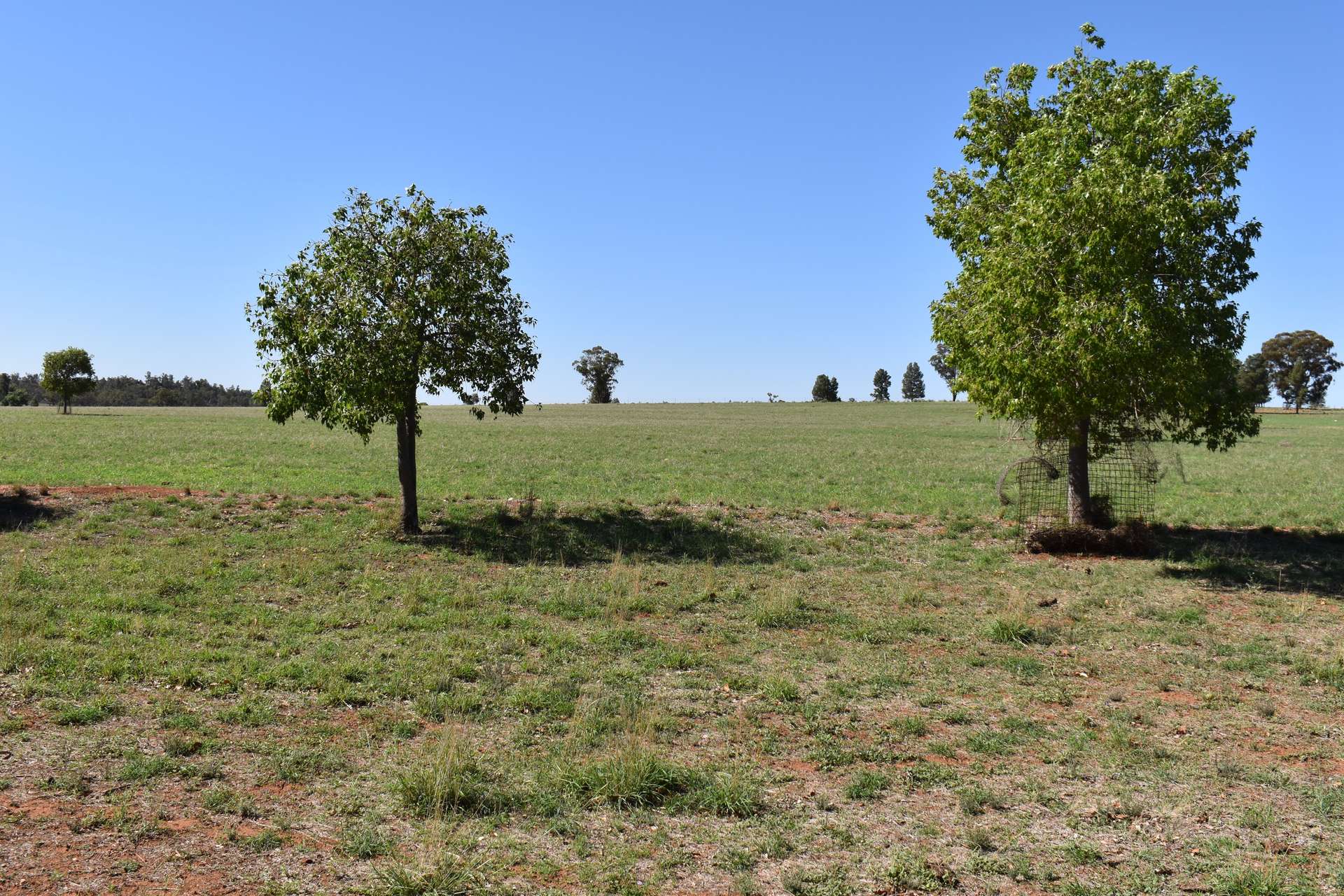2892 Springvale Road, Condobolin For Sale by Farmbuy.com - image 15