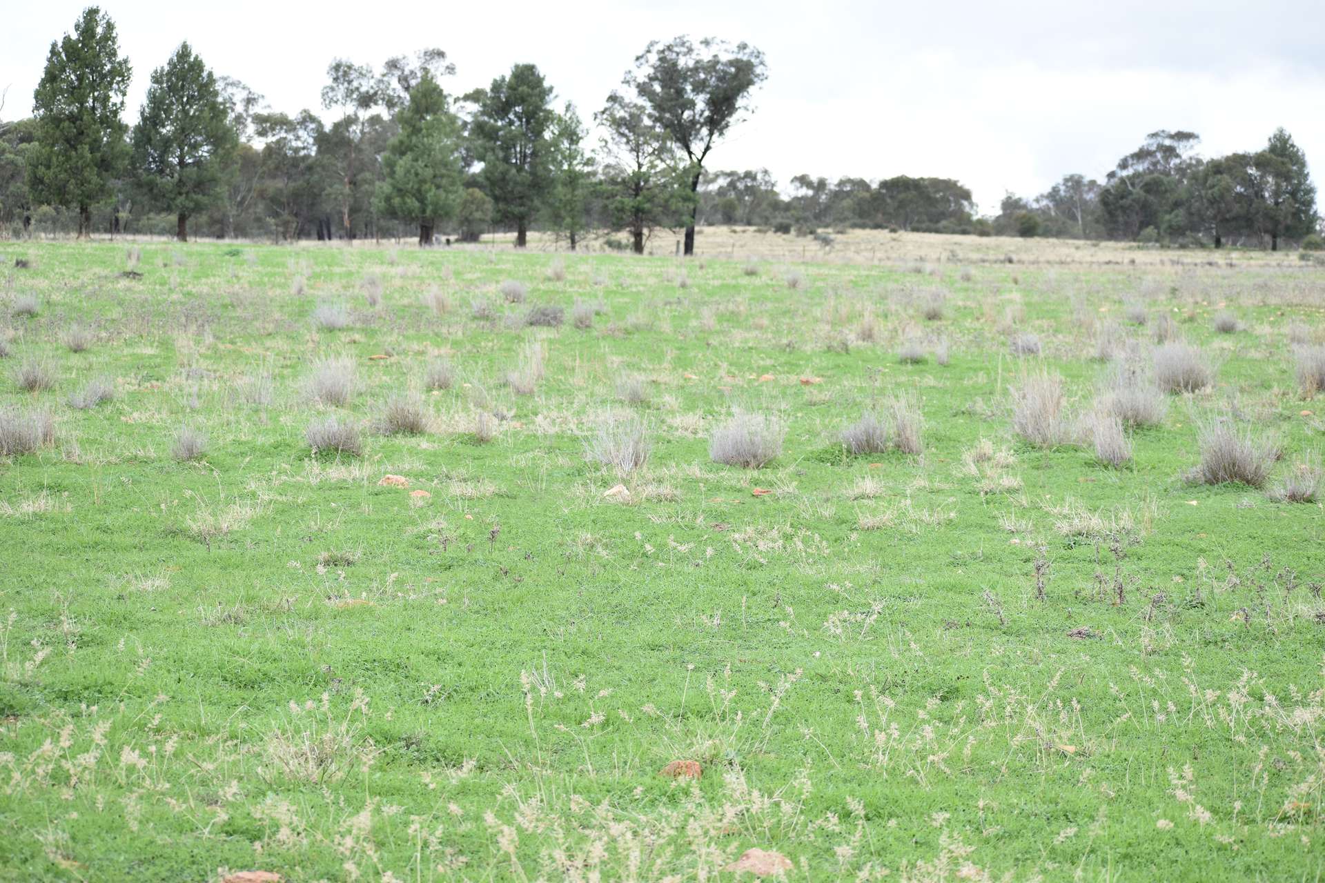 2892 Springvale Road, Condobolin For Sale by Farmbuy.com - image 9