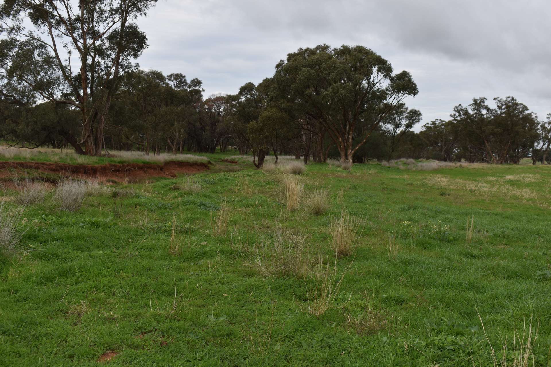 2892 Springvale Road, Condobolin For Sale by Farmbuy.com - image 2