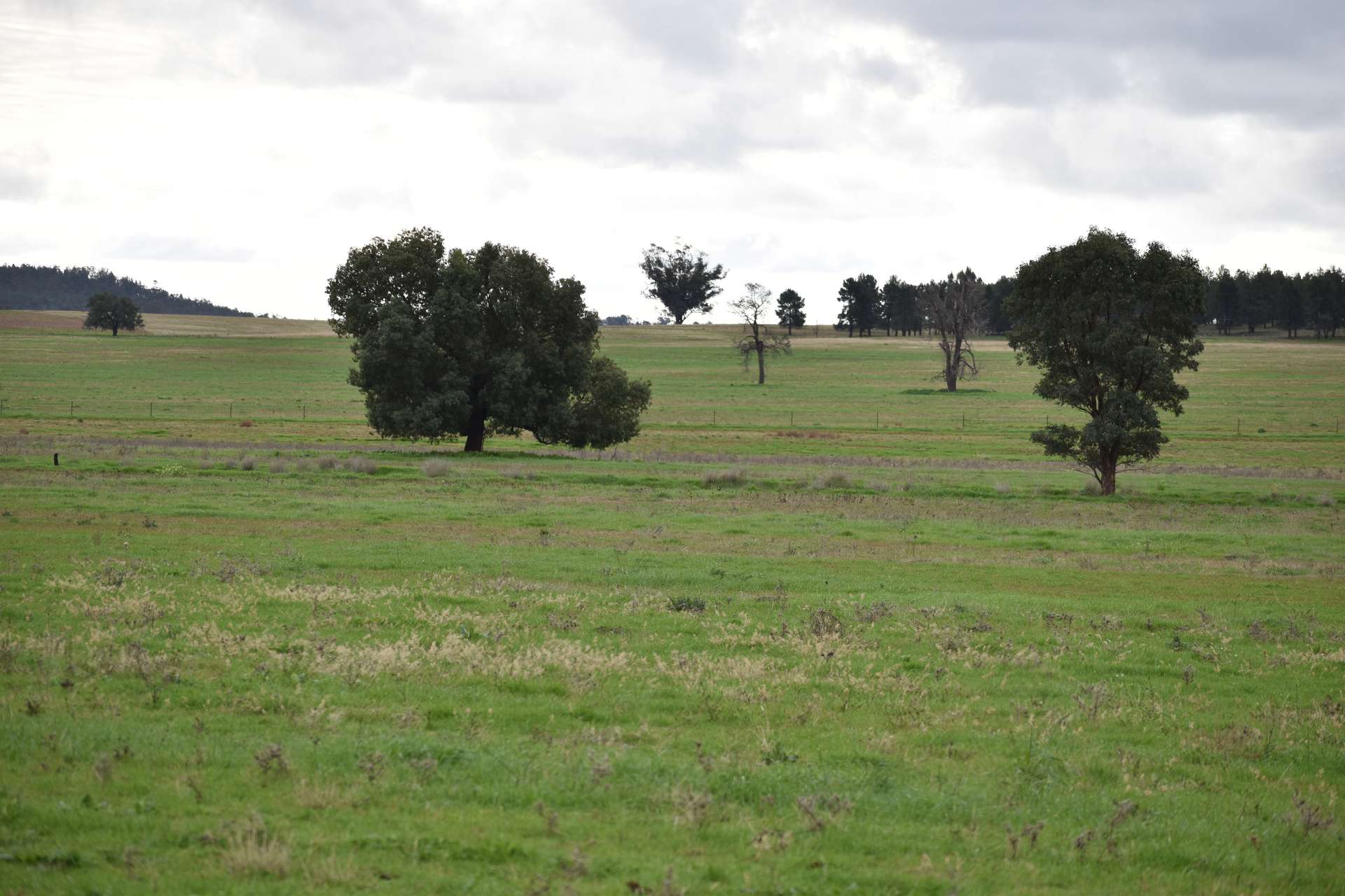 2892 Springvale Road, Condobolin For Sale by Farmbuy.com - image 8