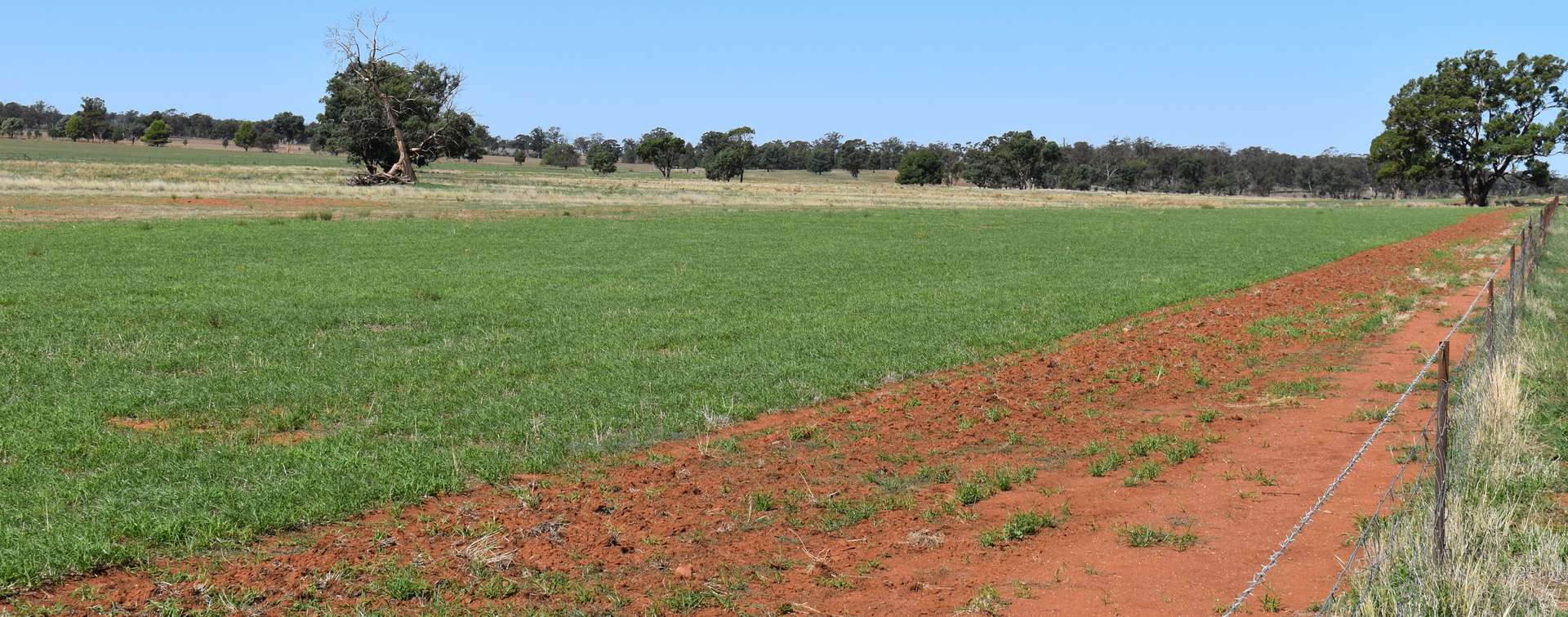 2892 Springvale Road, Condobolin For Sale by Farmbuy.com - image 23