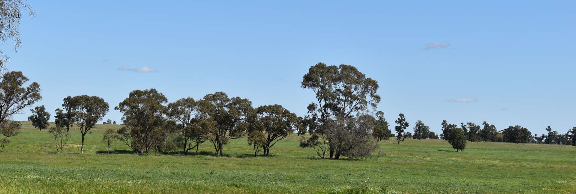 2892 Springvale Road, Condobolin For Sale by Farmbuy.com - image 4